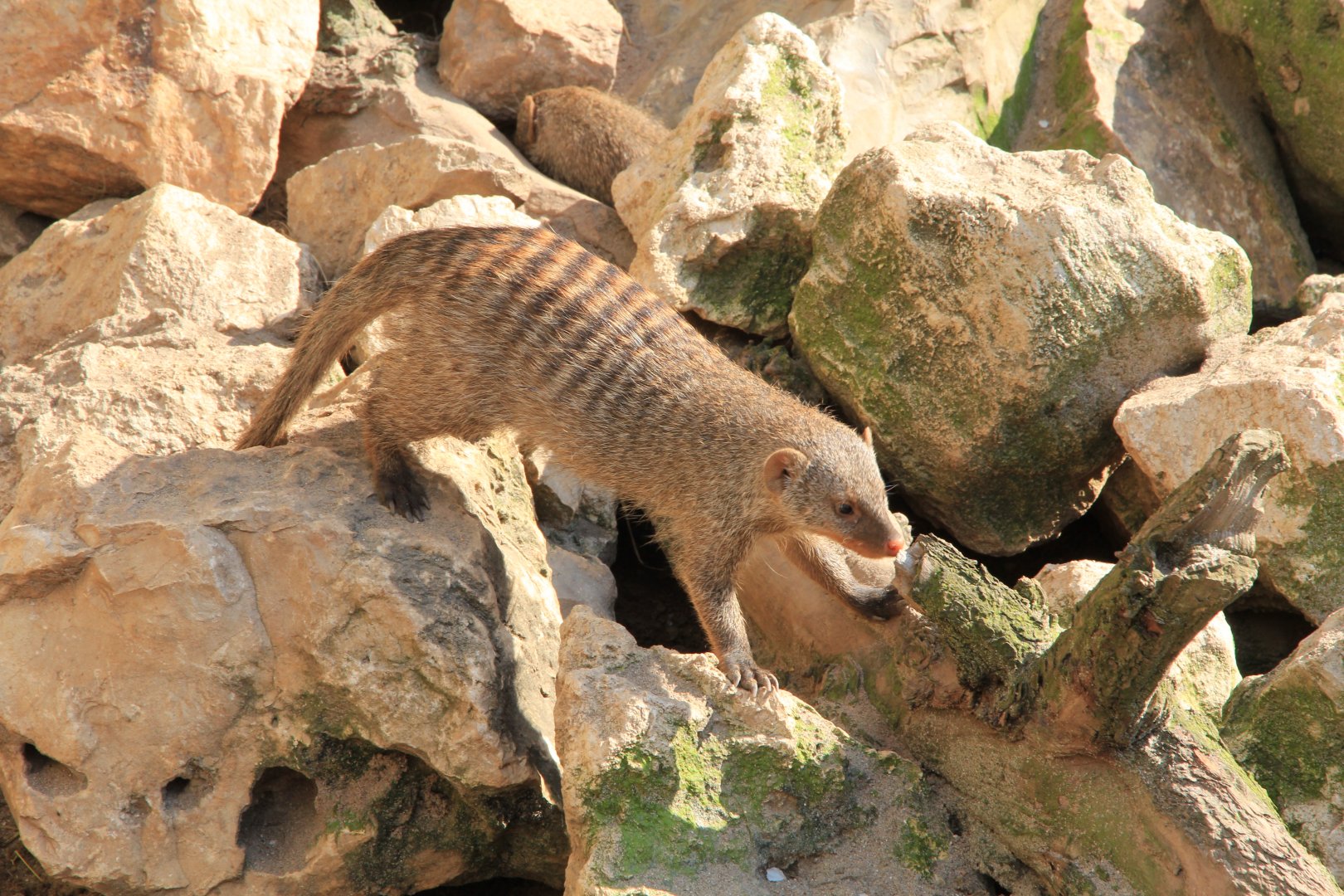 Banded mongoose (April 2016)