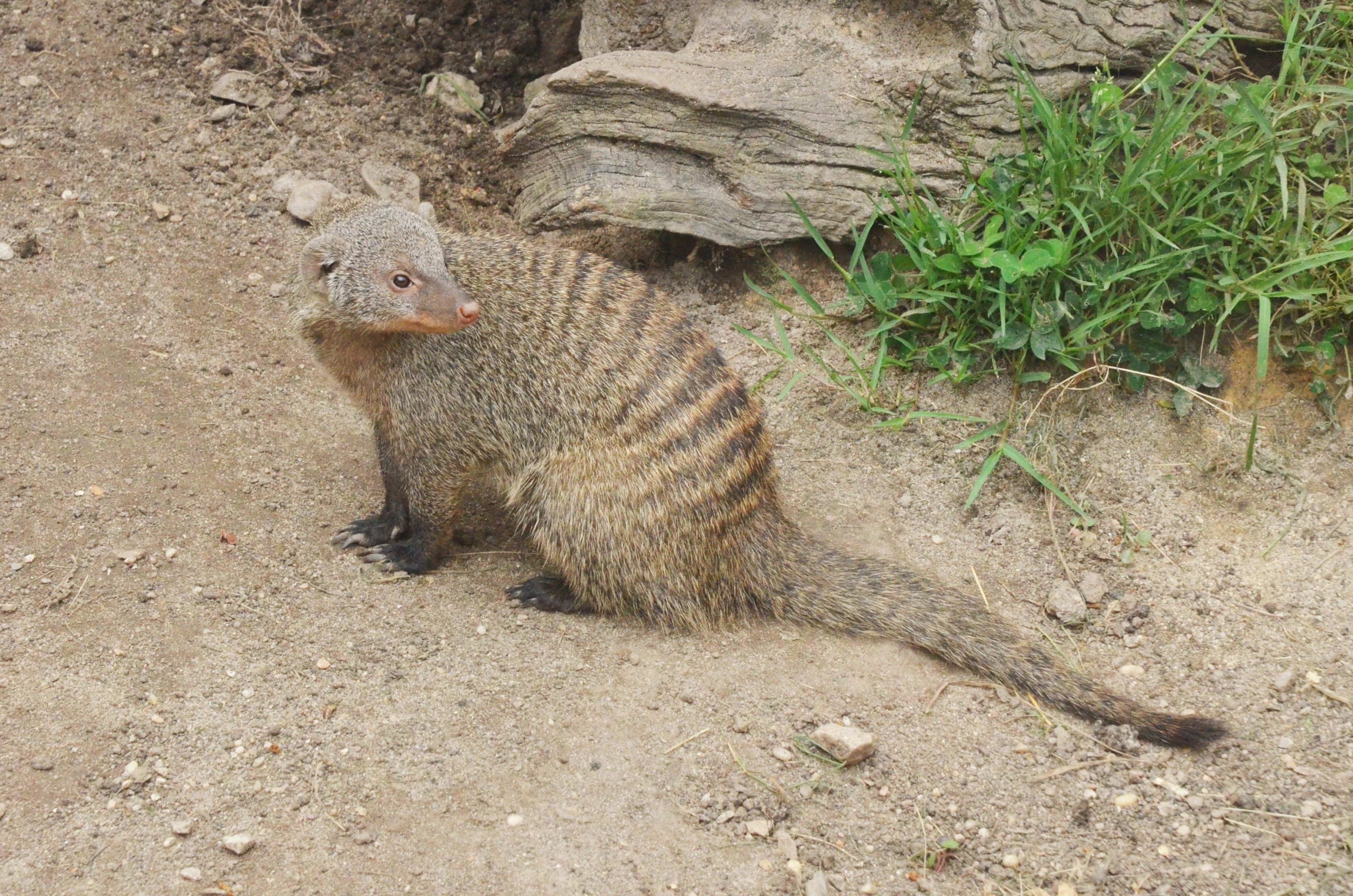 Banded Mongoose at Cabarceno, 08/07/17