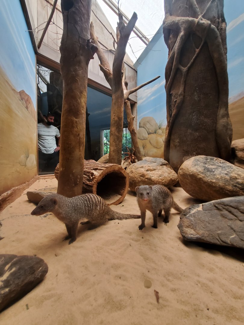 Banded Mongoose - August 2021