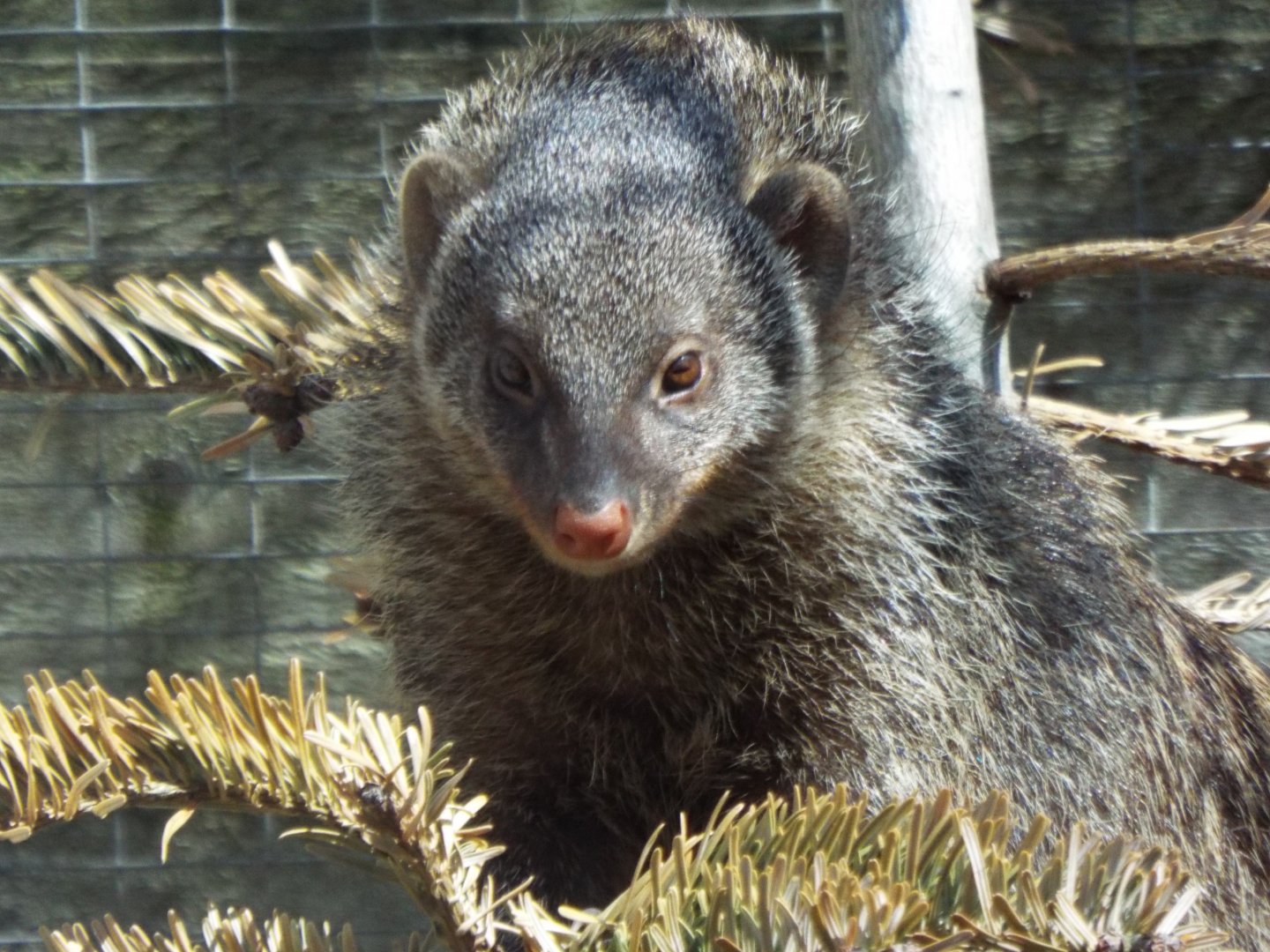 Banded Mongoose, Axe Valley