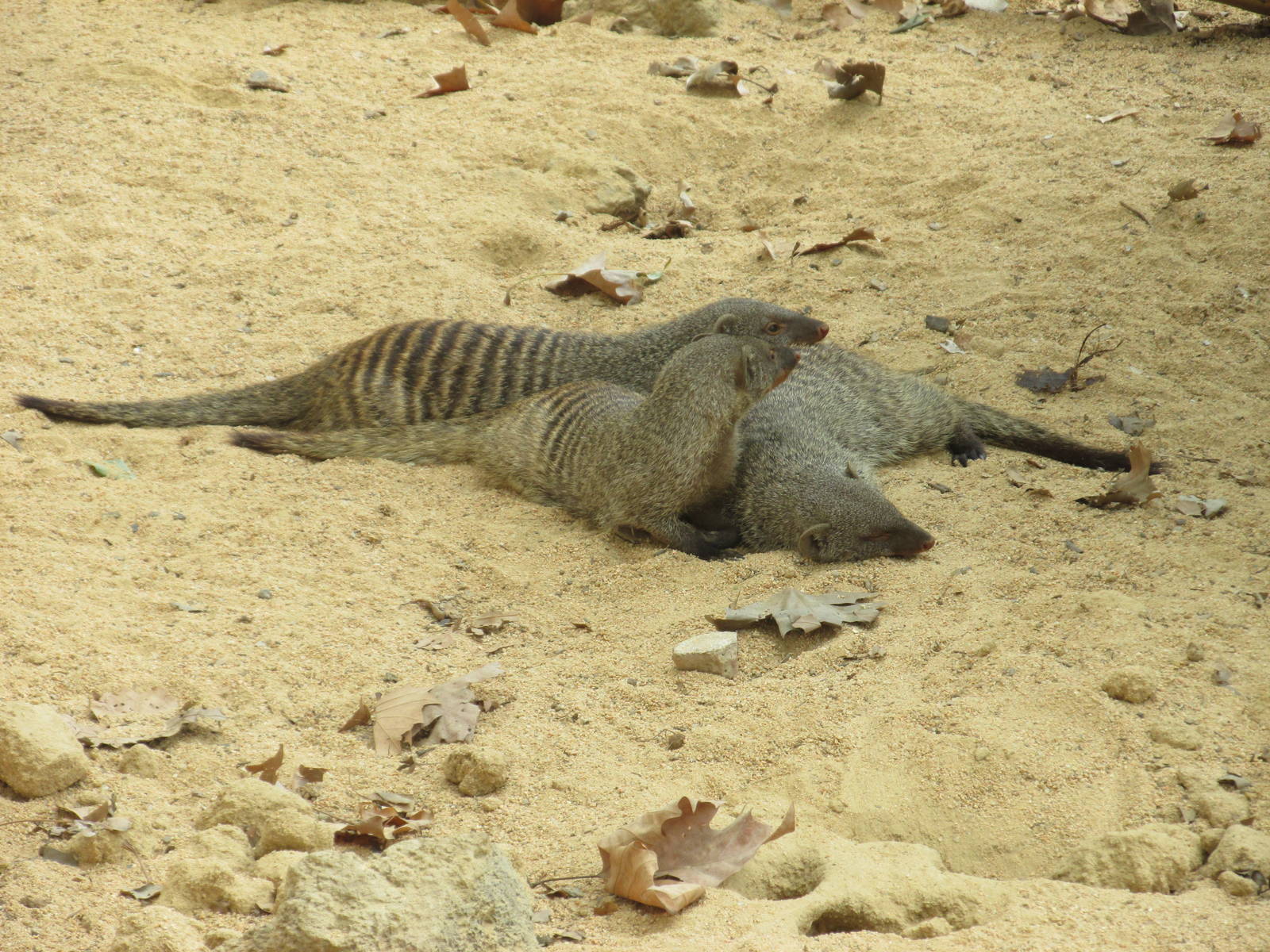 banded mongoose barcelona zoo