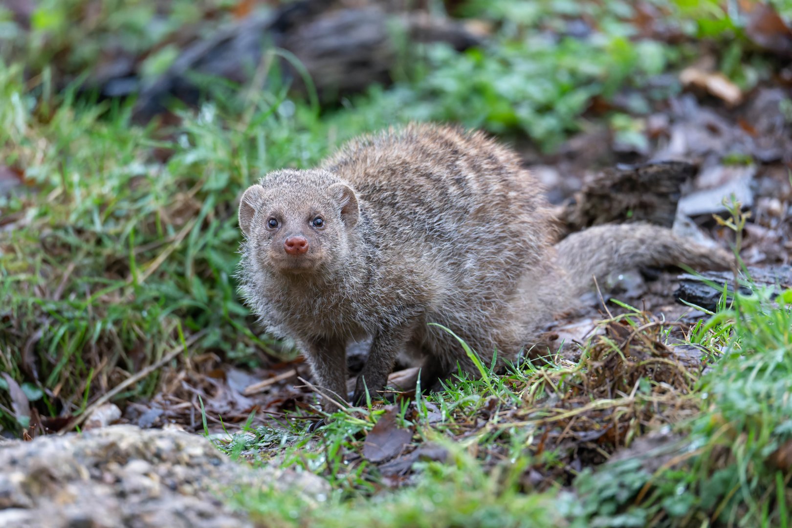 Banded mongoose, Beale park, UK