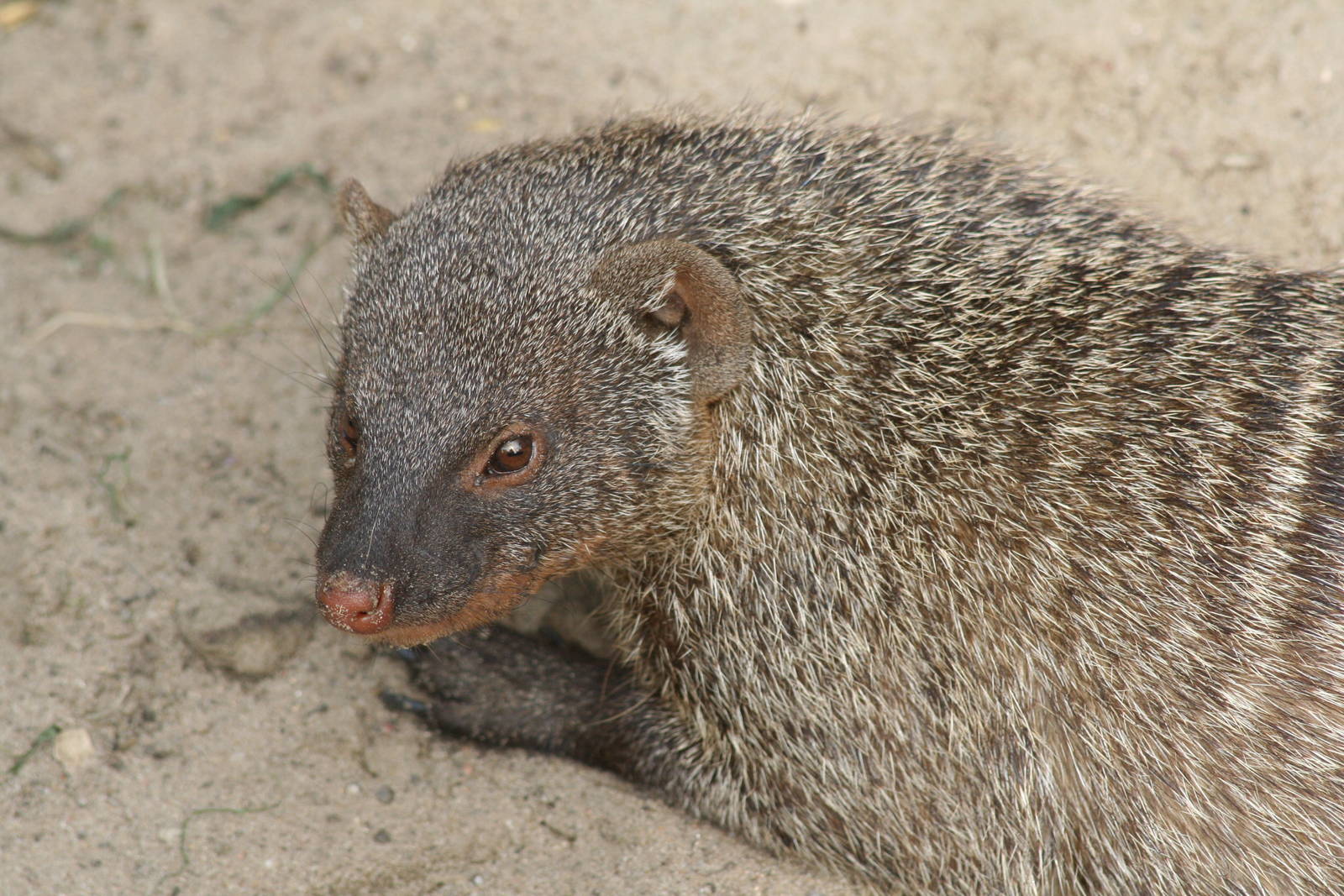 Banded mongoose -Berlin tierpark July 08