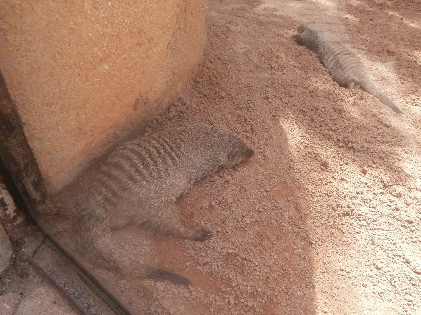 Banded mongoose -Bioparc Valencia (Summer 2017)