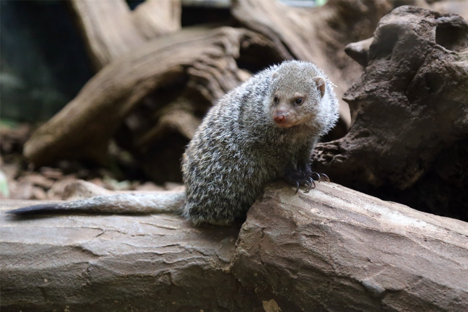 Banded Mongoose, December 2016