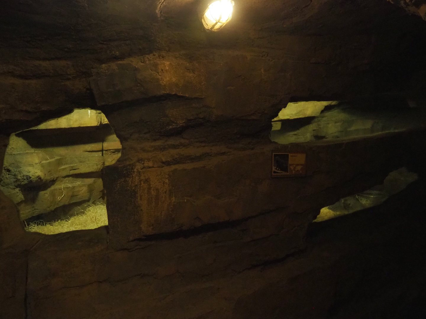 Banded mongoose dens in the cave underneath the African village, 2020-07-14