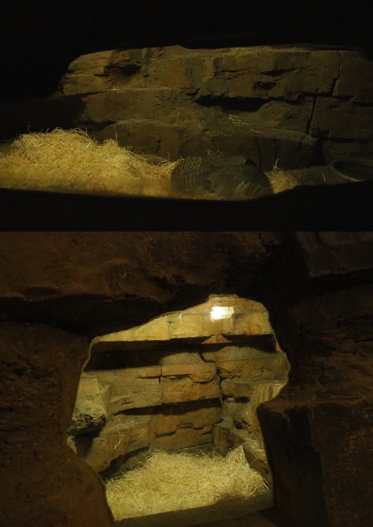 Banded mongoose dens in the cave underneath the African village, 2020-07-14