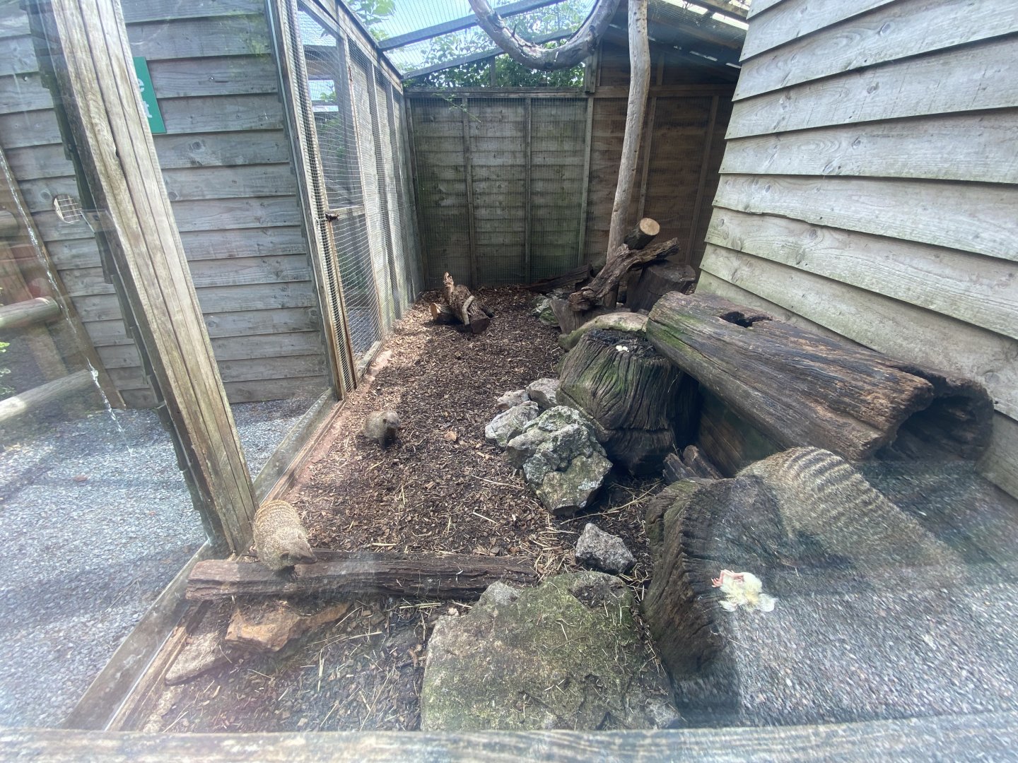 Banded mongoose enclosure 060625