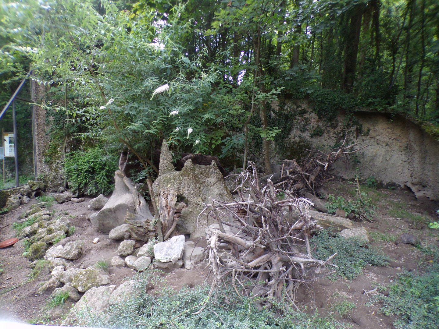 Banded mongoose enclosure 13.7.25