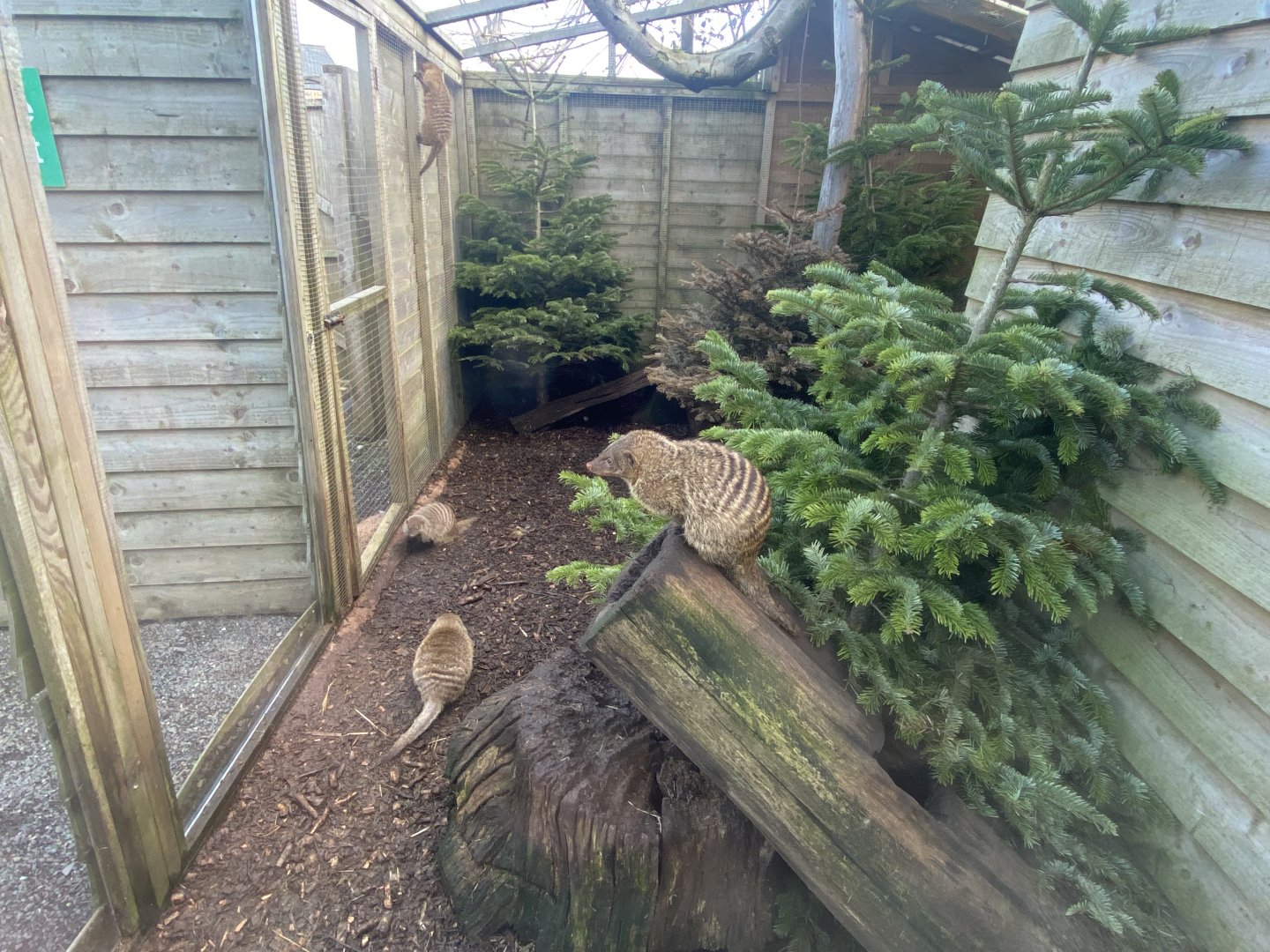 Banded mongoose enclosure 250222