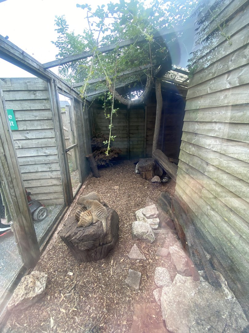 Banded mongoose enclosure 300623