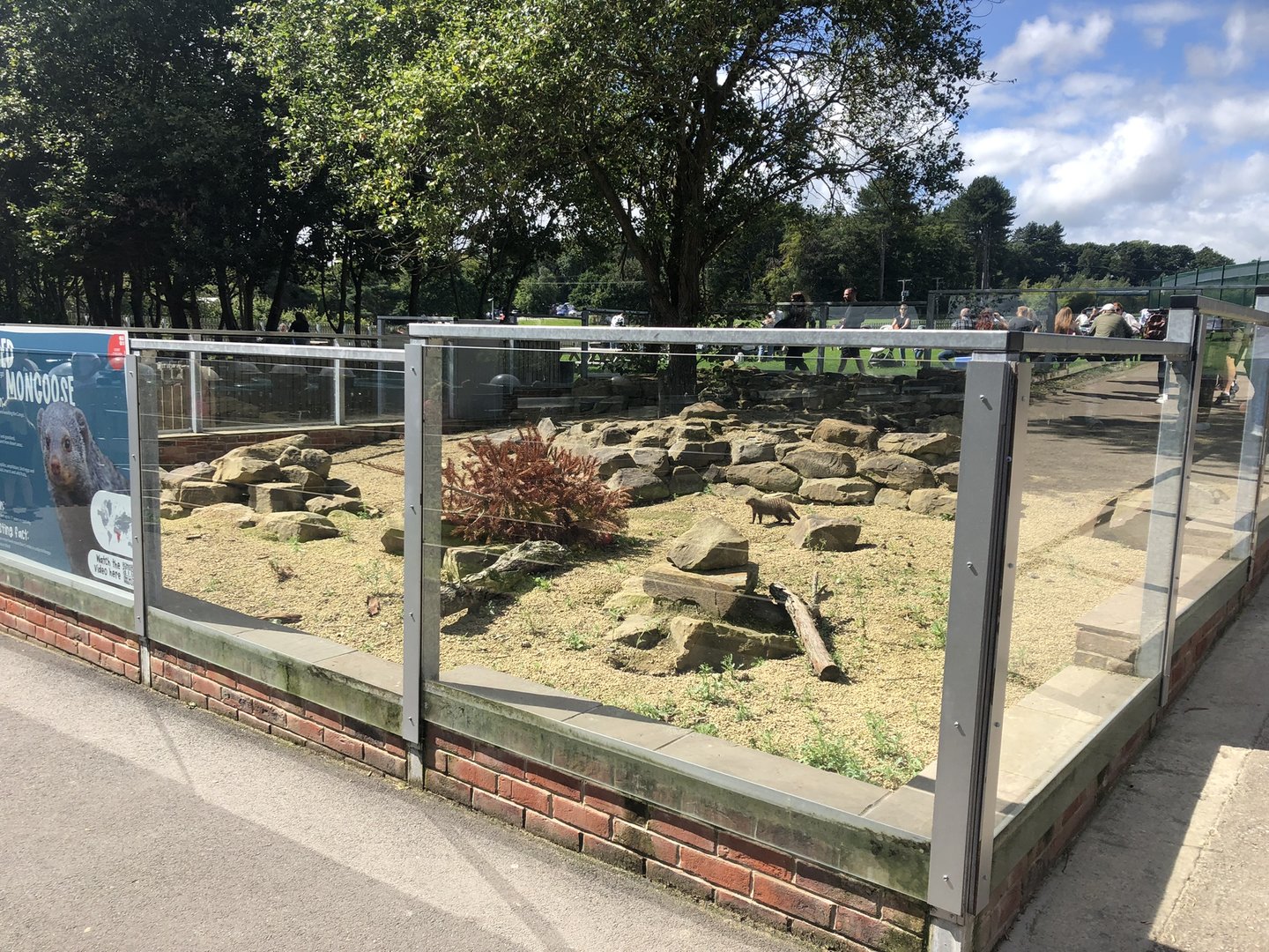 Banded Mongoose Enclosure at Cannon Hall Farm (September 2023)