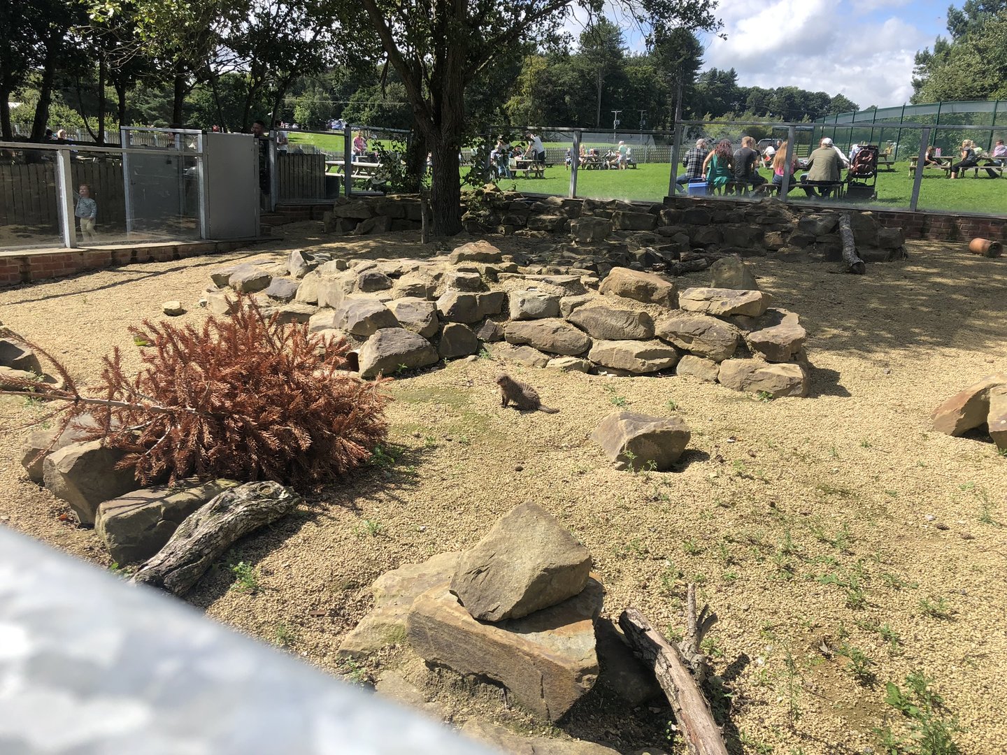 Banded Mongoose Enclosure at Cannon Hall Farm (September 2023)