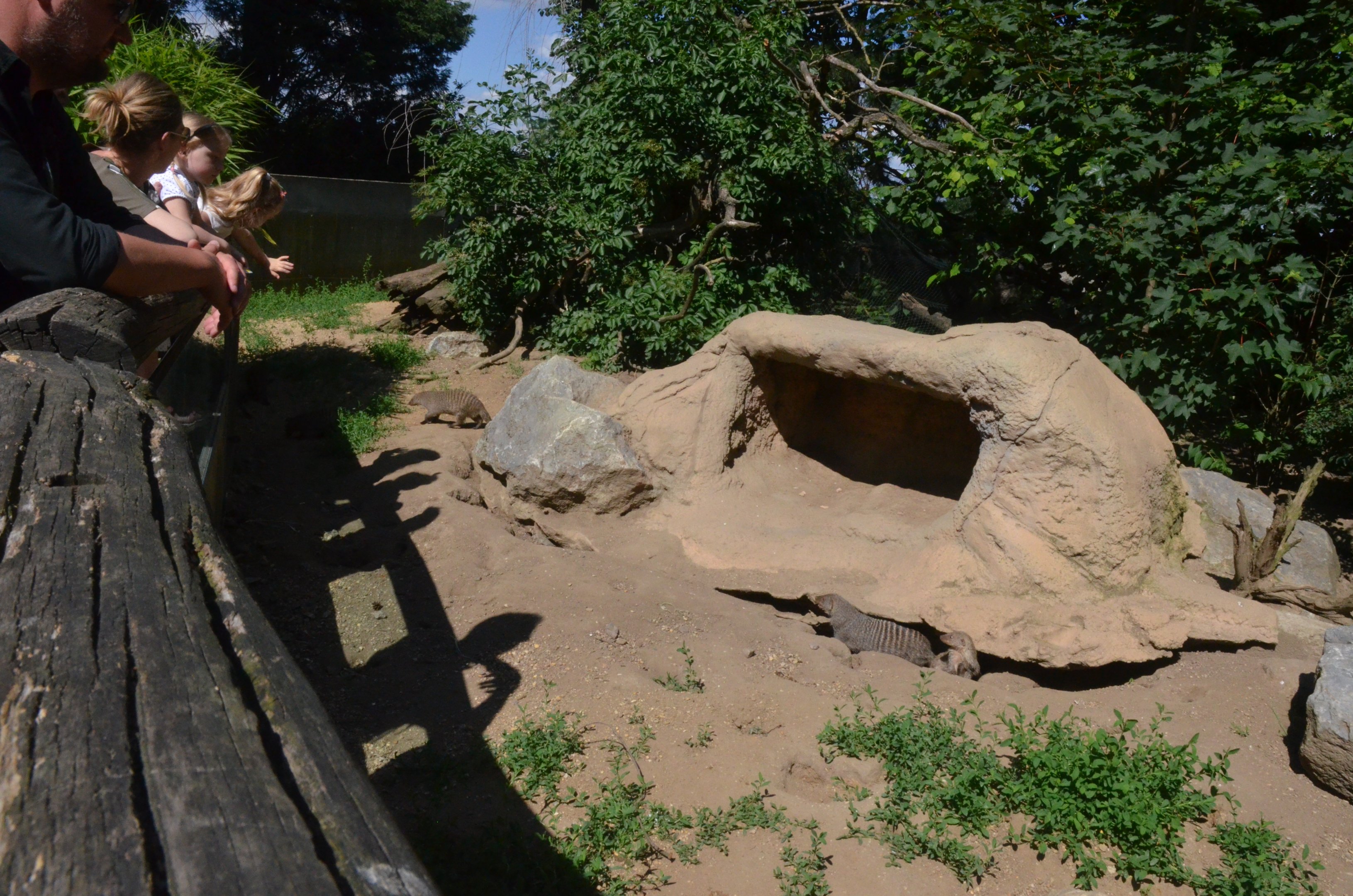 Banded Mongoose Enclosure at Duisburg, 17/06/19