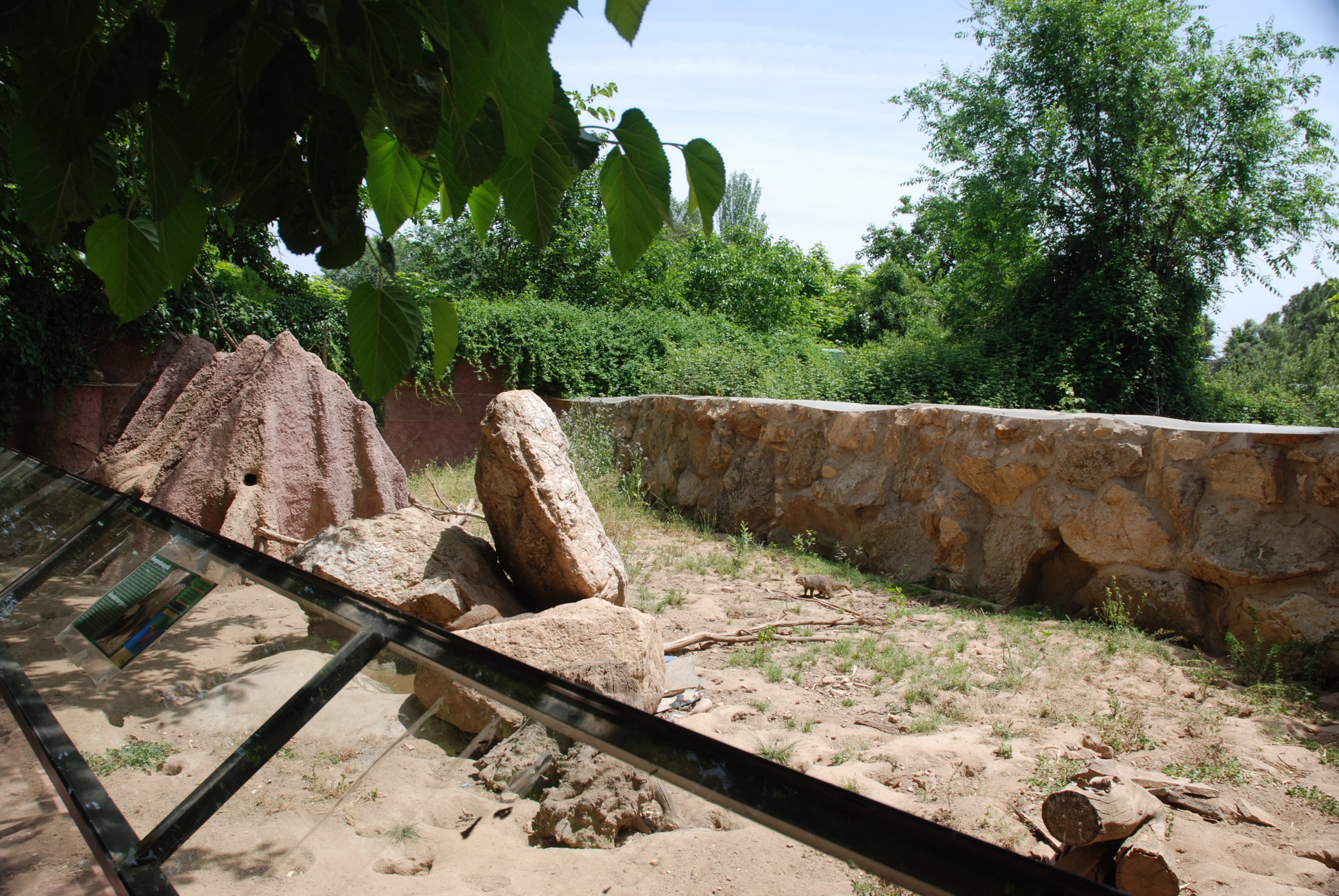 Banded Mongoose Enclosure at Safari Madrid, 19th May 2022