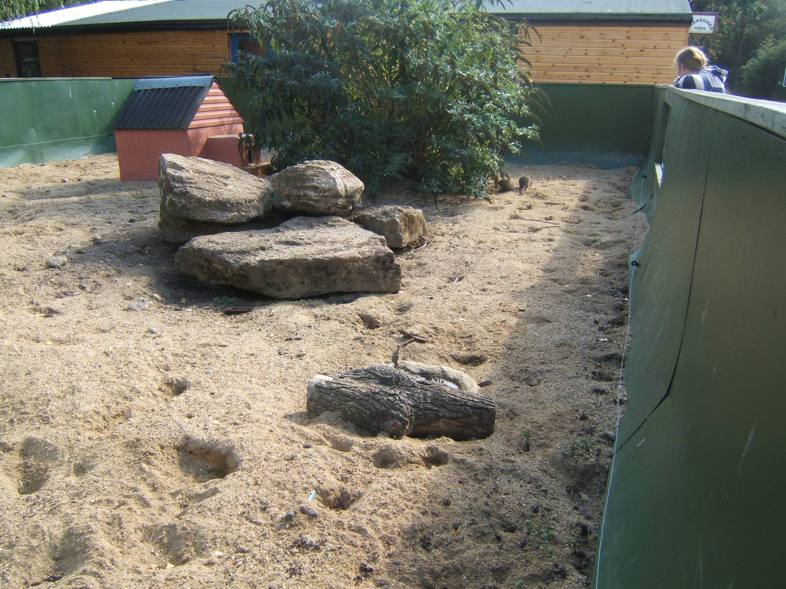 Banded Mongoose enclosure