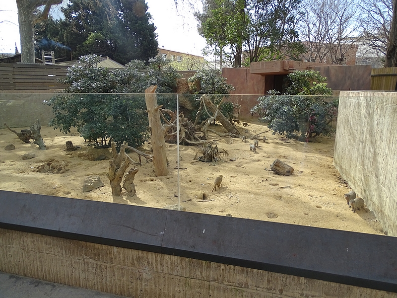 Banded mongoose enclosure