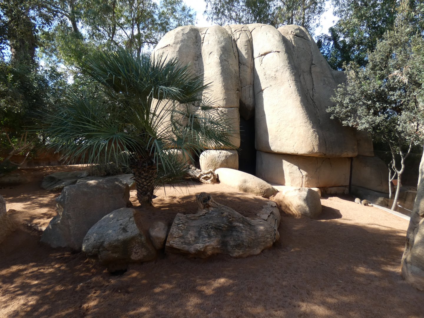 Banded Mongoose enclosure