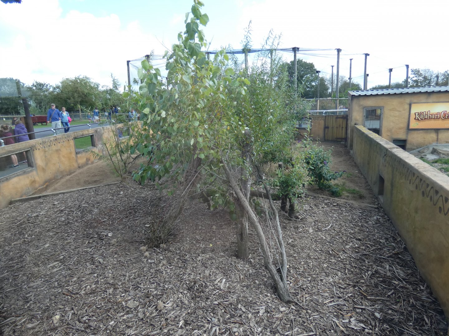 Banded Mongoose enclosure