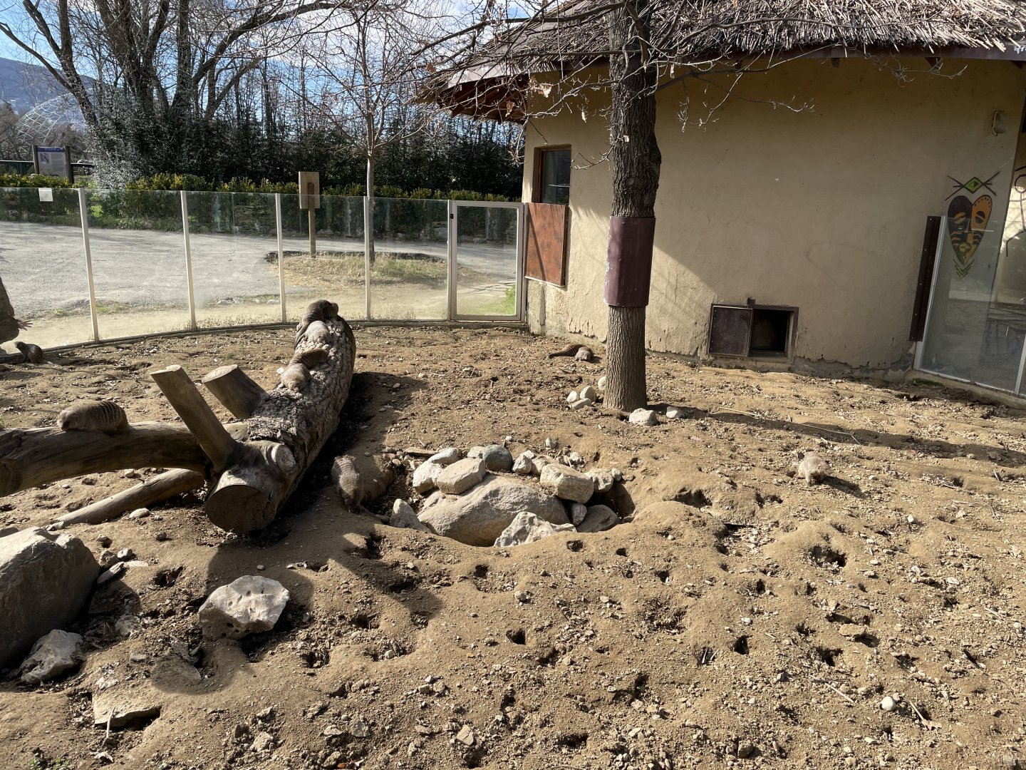 Banded mongoose enclosure