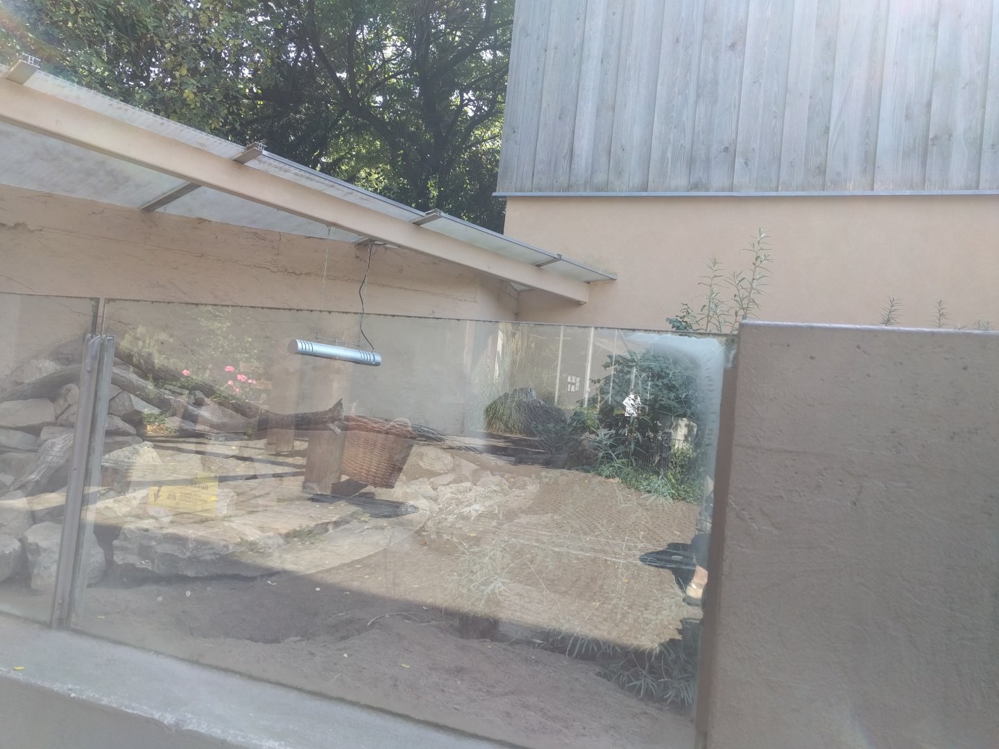 Banded Mongoose Enclosure