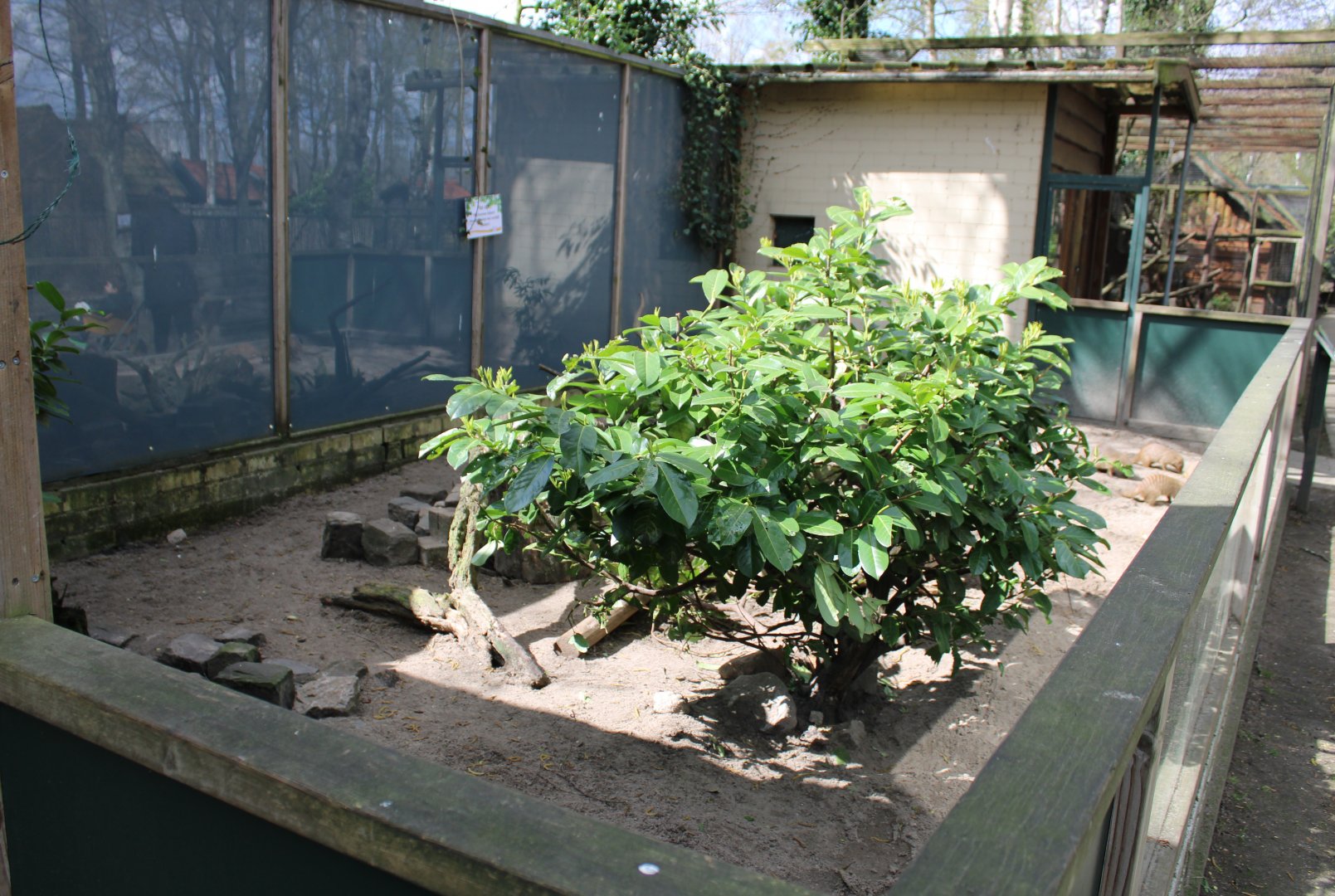 Banded mongoose enclosure