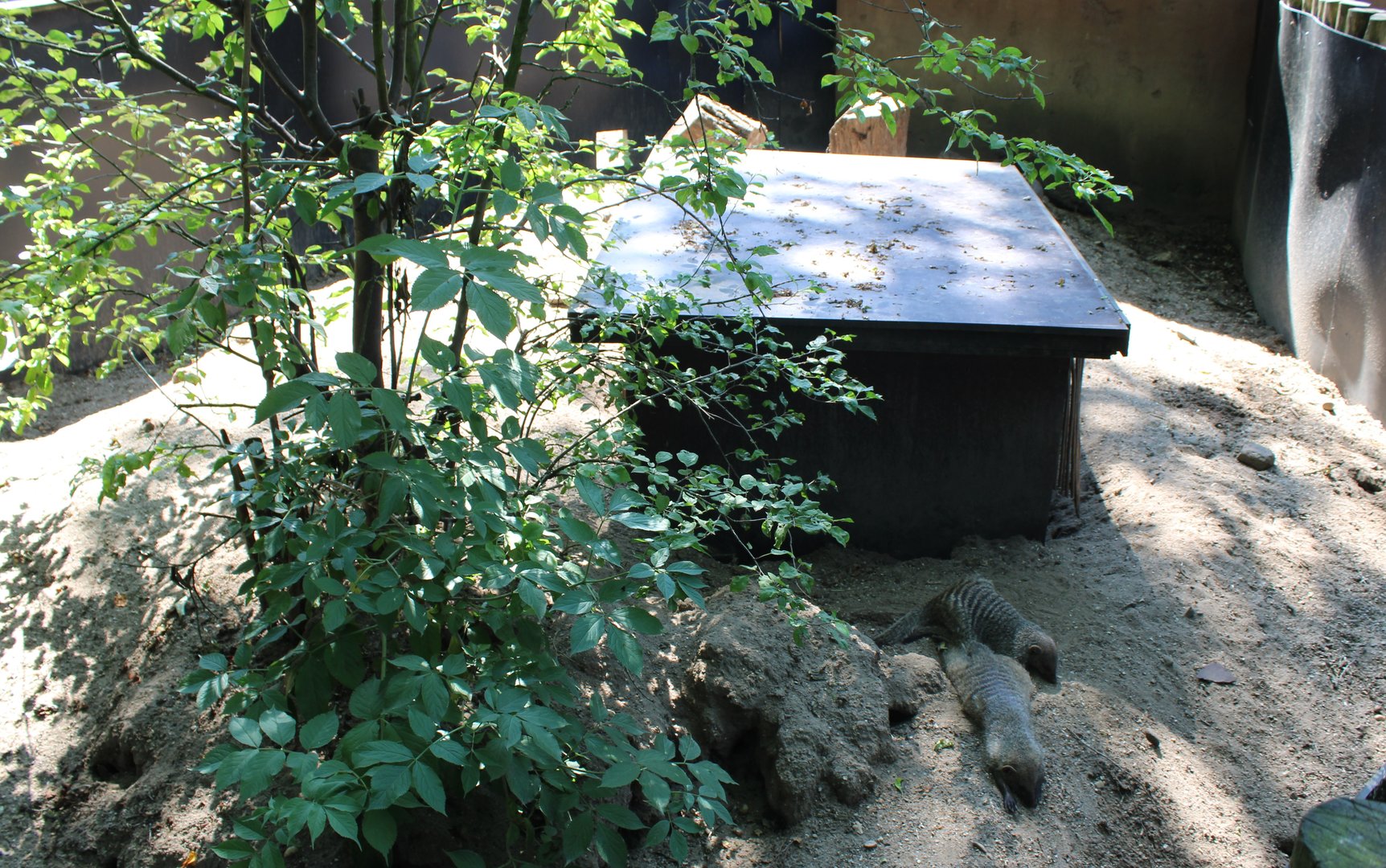 Banded mongoose enclosure