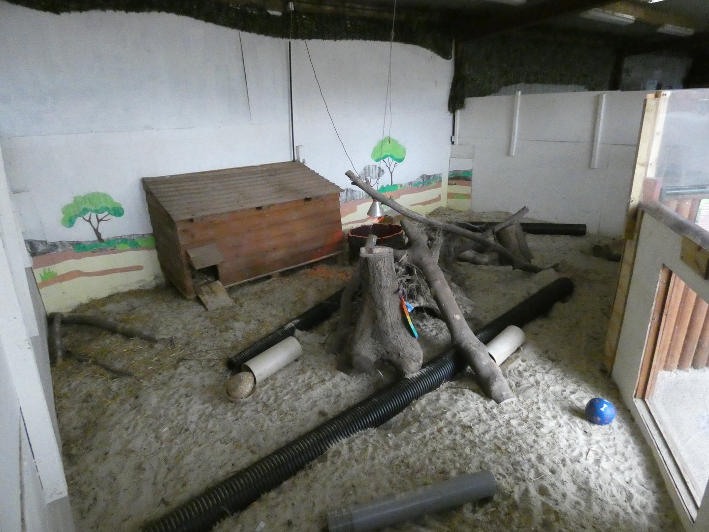 Banded mongoose enclosure