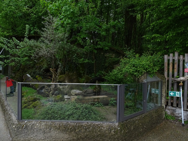 Banded mongoose enclosure