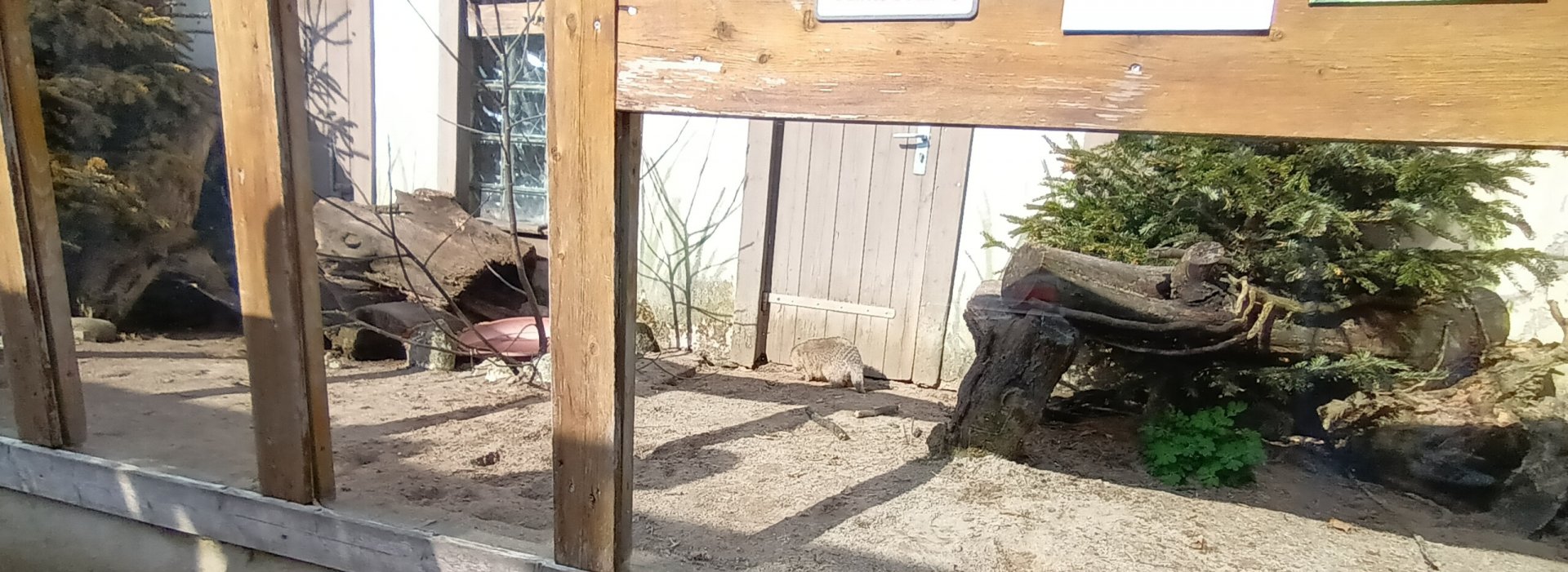 Banded Mongoose Enclosure