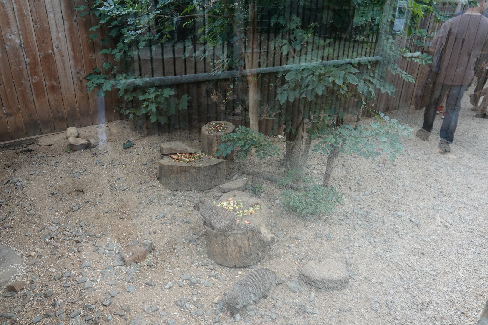 Banded mongoose enclosure