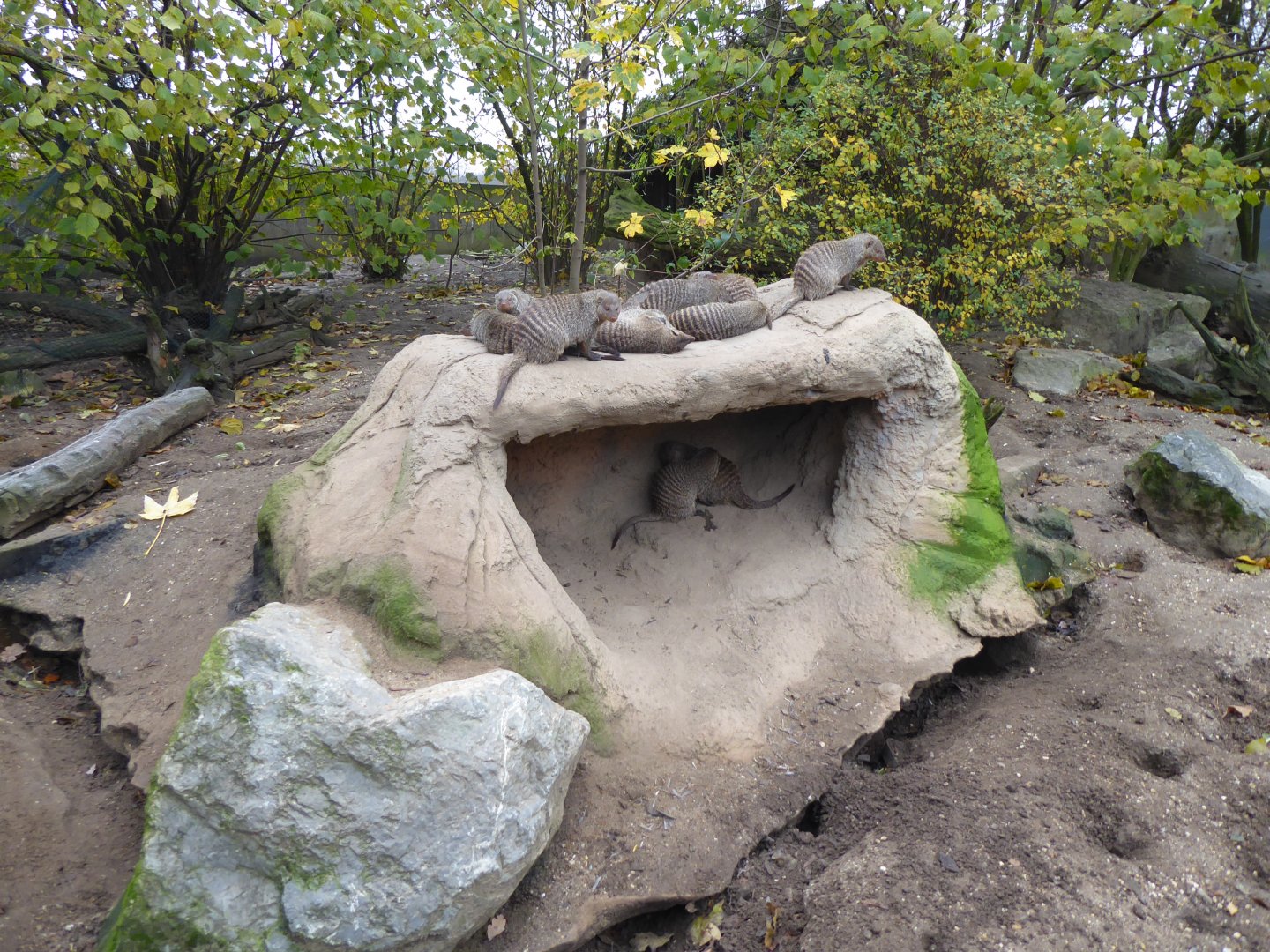 Banded mongoose exhibit 011219