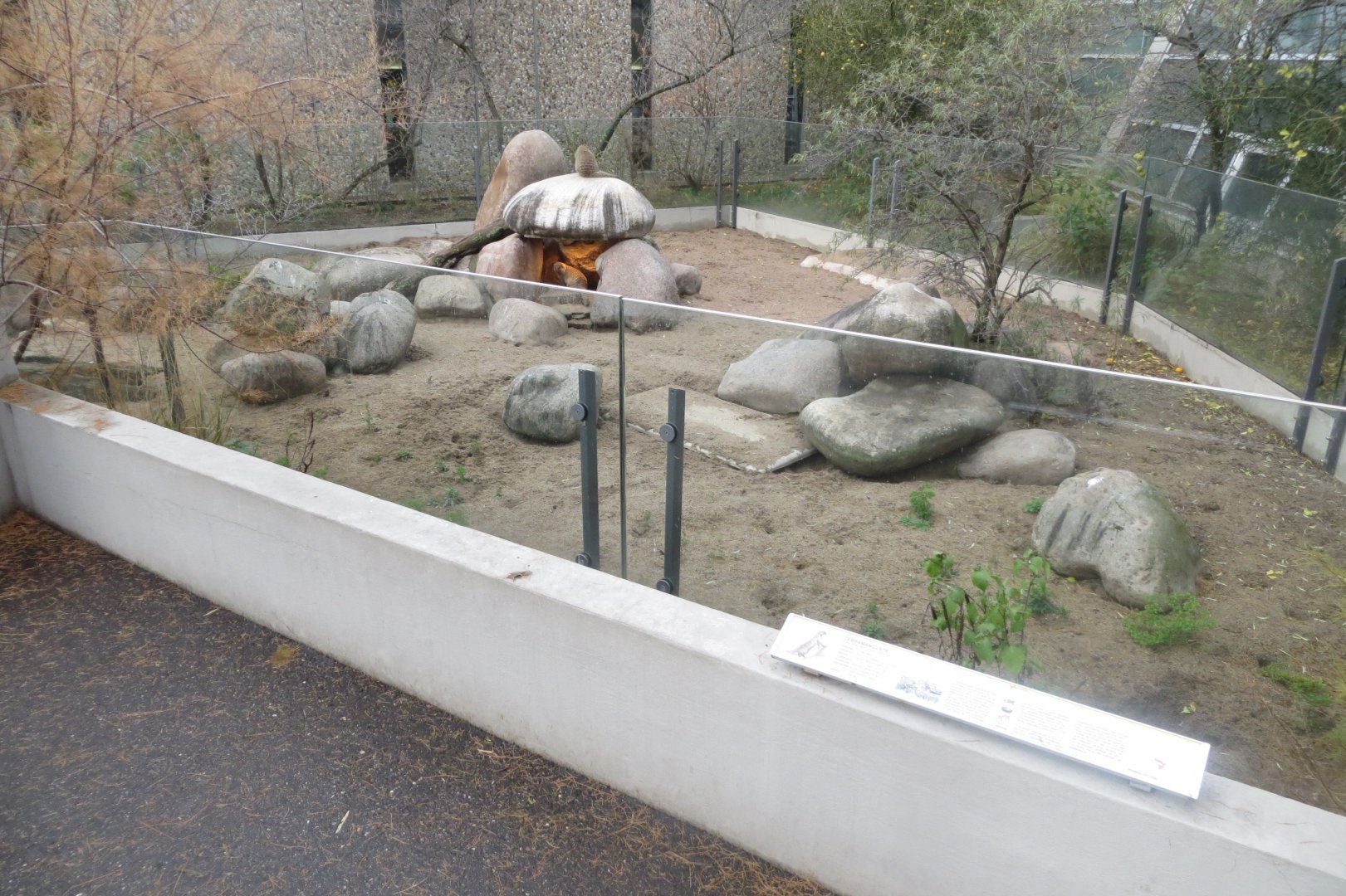 Banded mongoose exhibit 031218