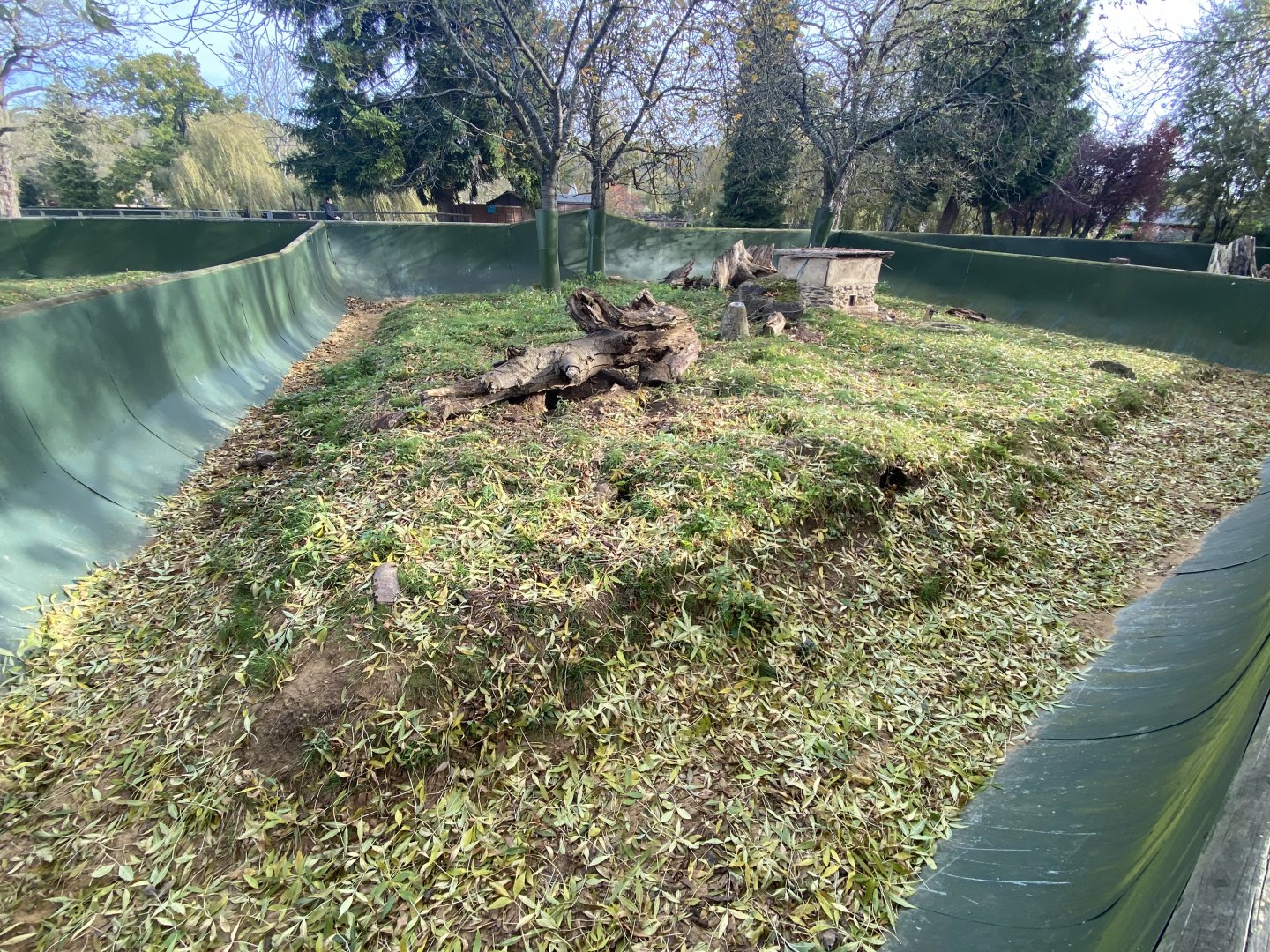 Banded mongoose exhibit 071121