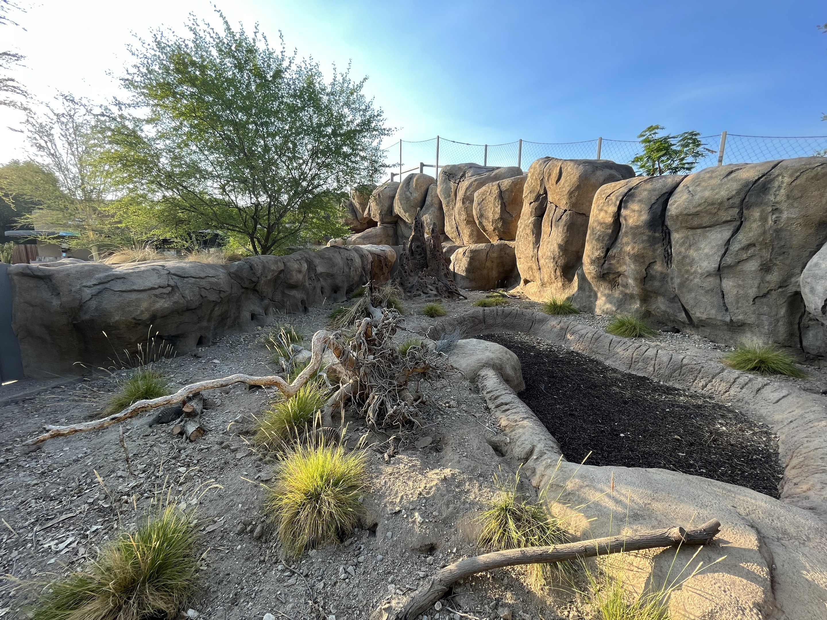 Banded Mongoose Exhibit #1