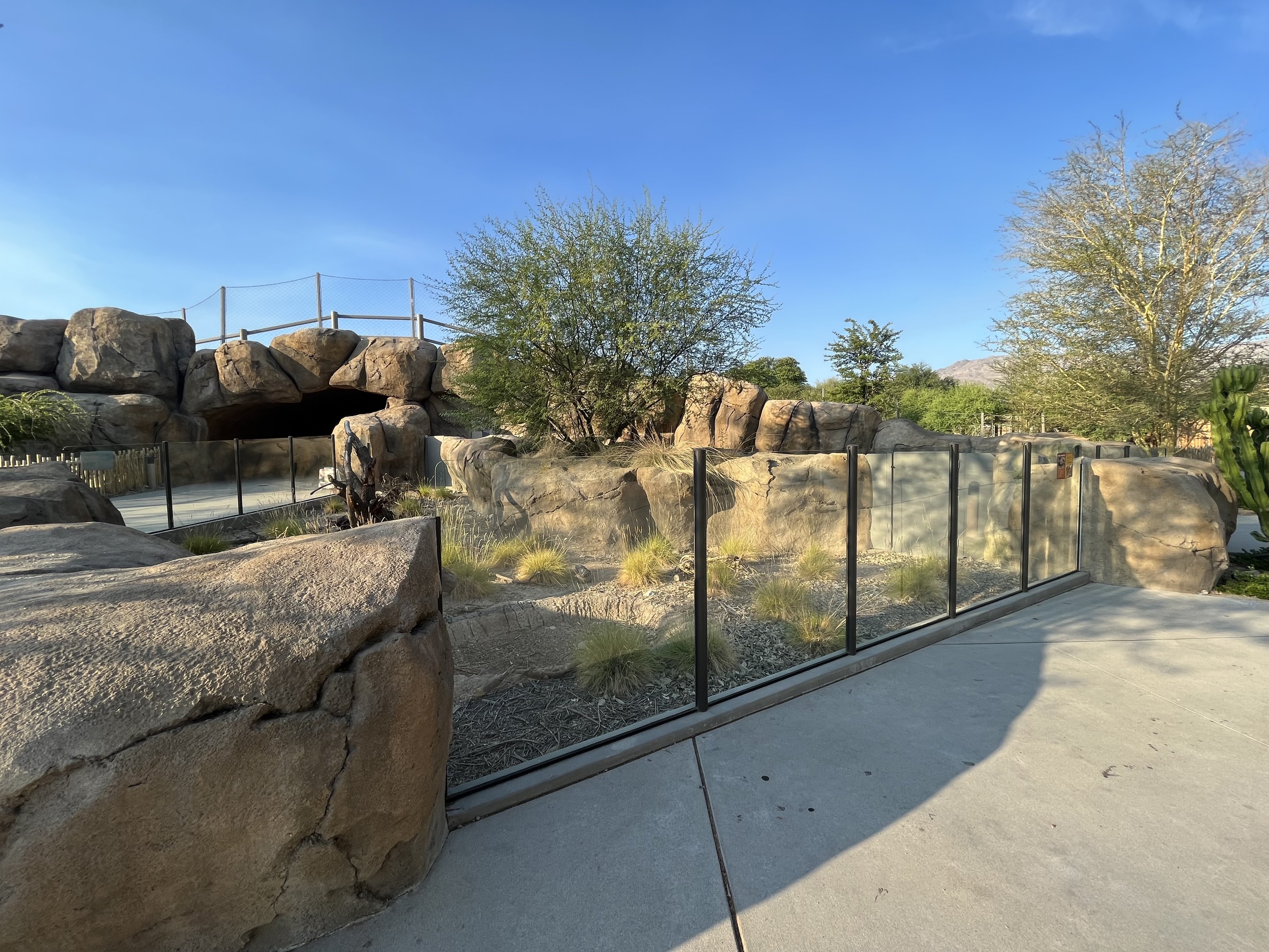 Banded Mongoose Exhibit #1