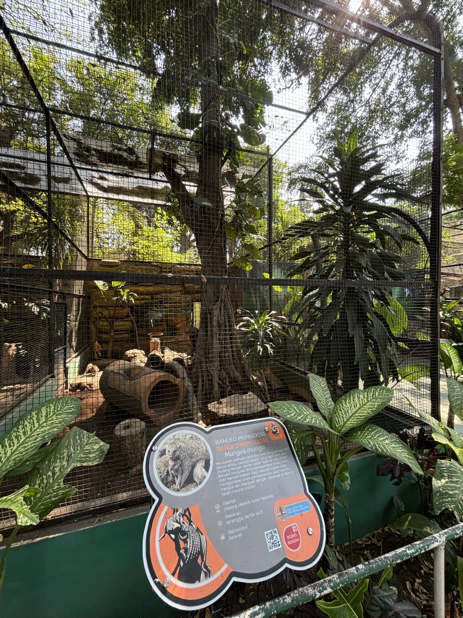 Banded Mongoose Exhibit #1