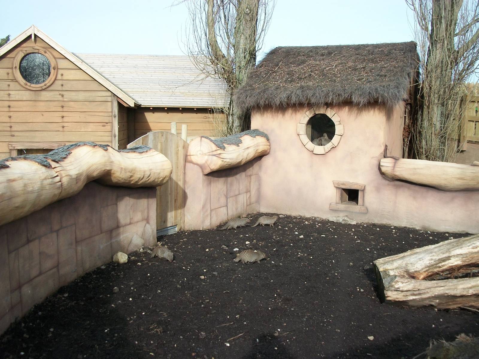 Banded Mongoose exhibit 17th February 2012