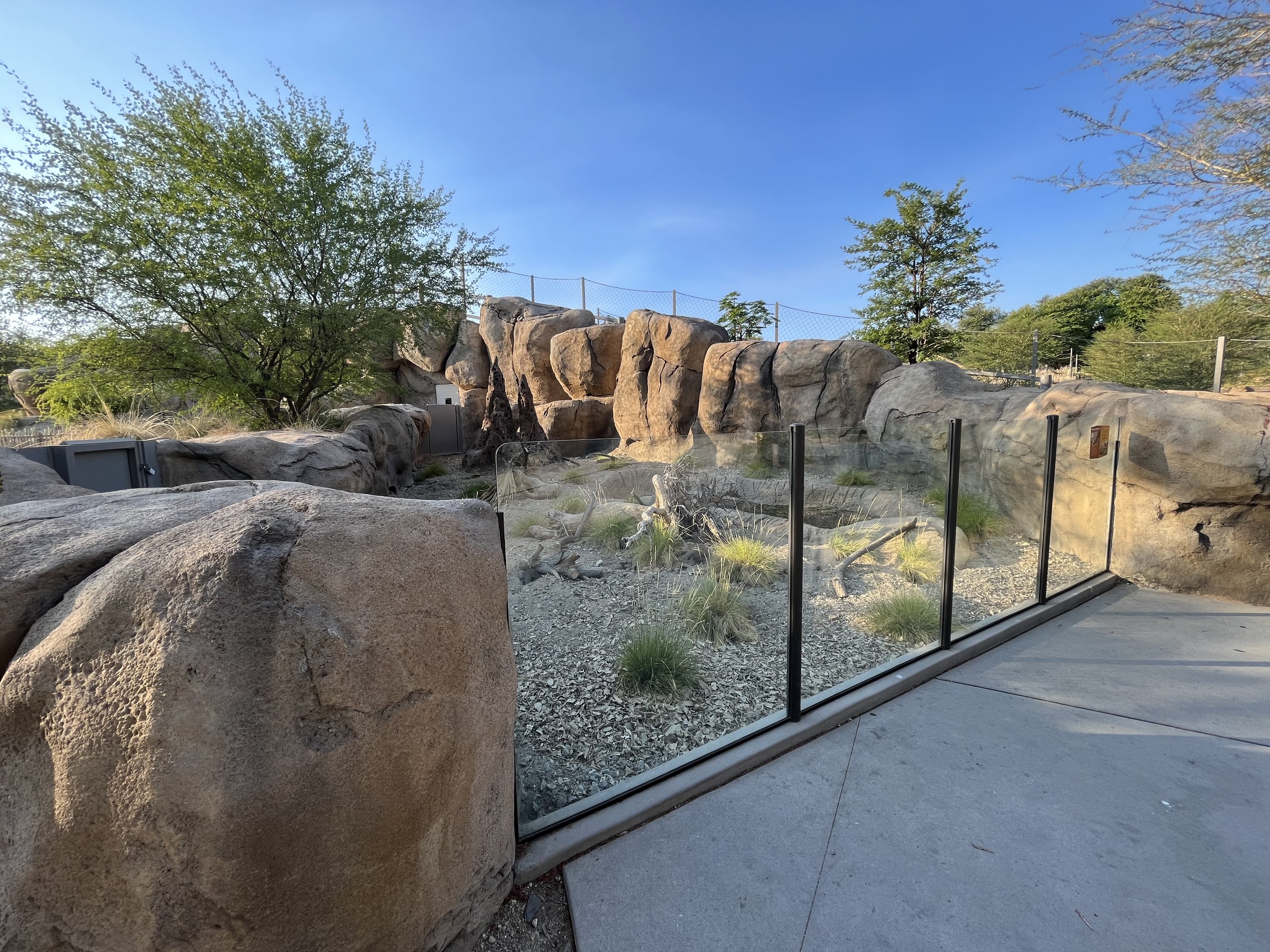 Banded Mongoose Exhibit #2