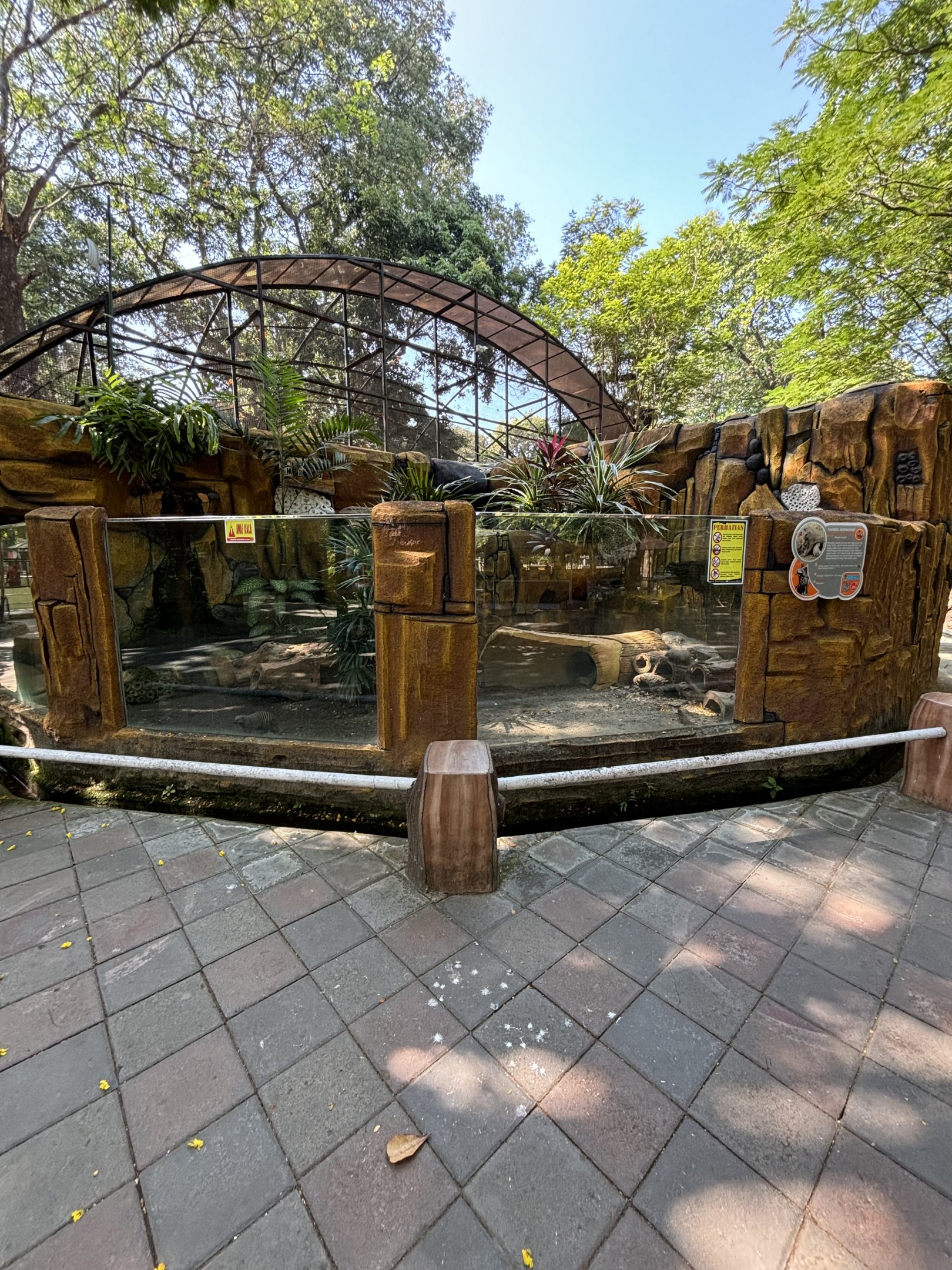 Banded Mongoose Exhibit #2