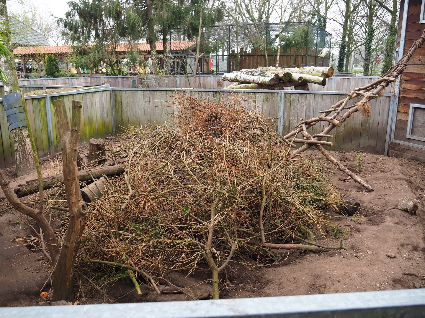 Banded mongoose exhibit, 2019-04-06