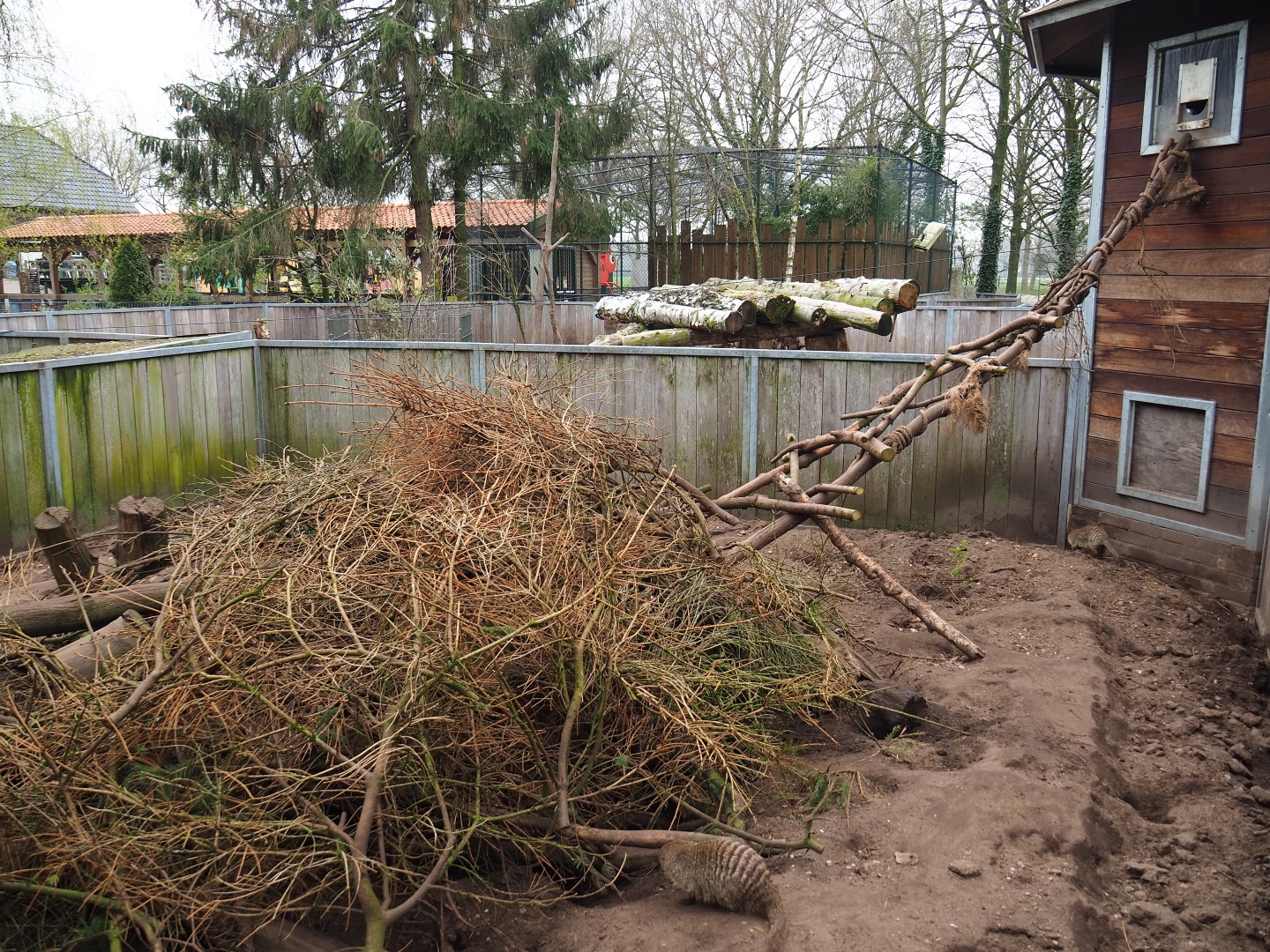 Banded mongoose exhibit, 2019-04-06