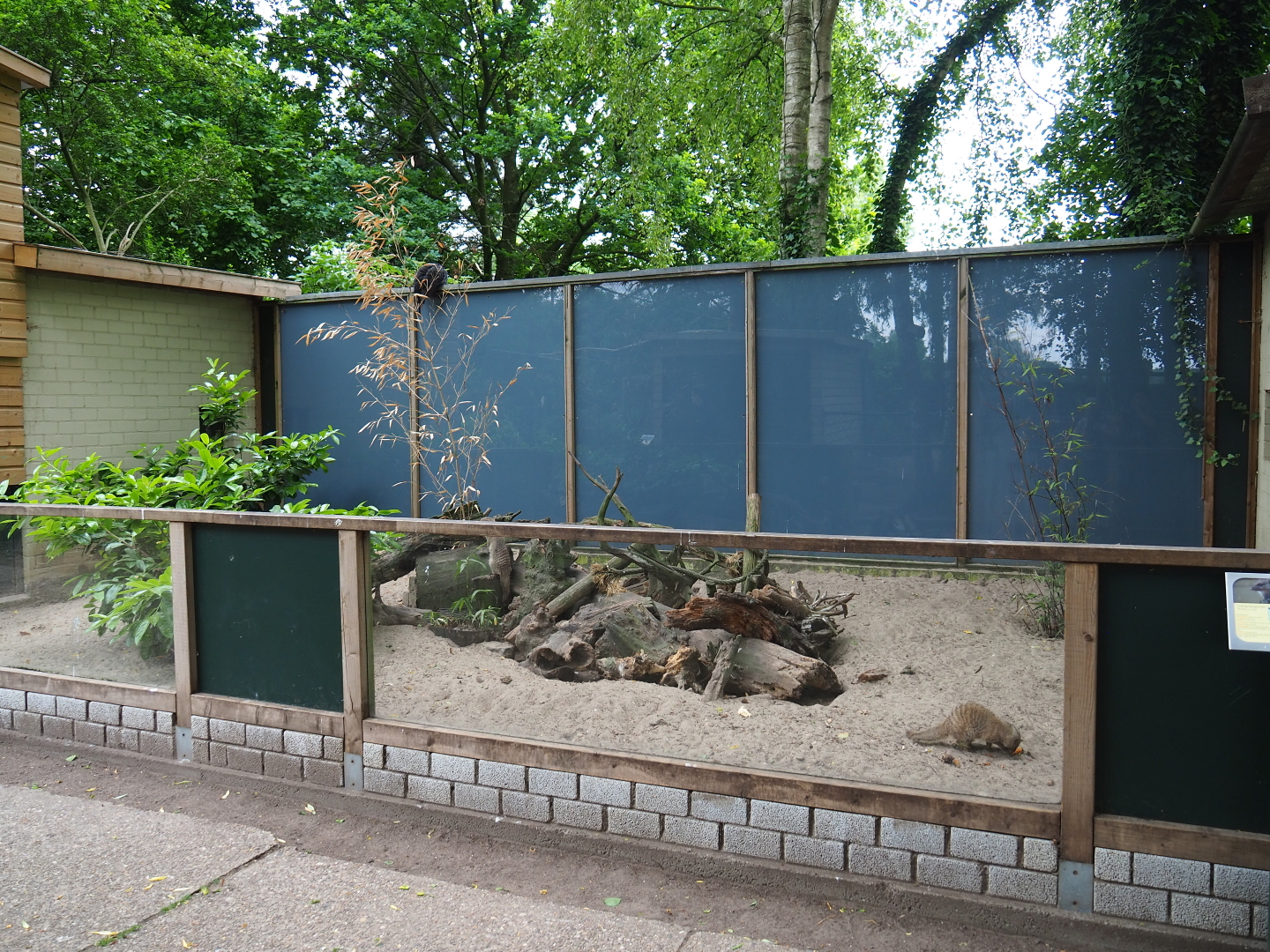 Banded mongoose exhibit, 2019-05-25