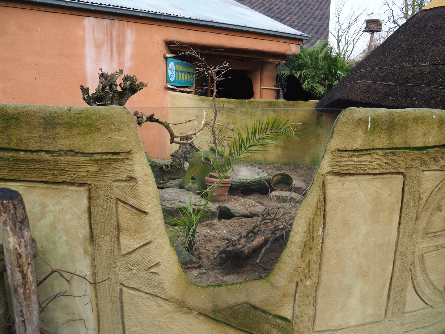 Banded mongoose exhibit, 2020-01-11