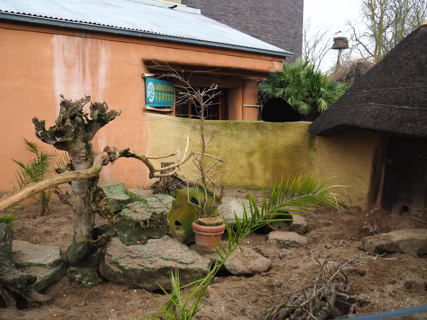 Banded mongoose exhibit, 2020-01-11