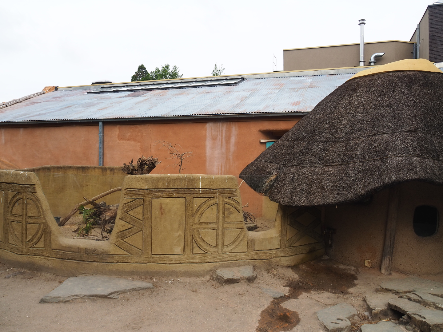 Banded mongoose exhibit, 2020-05-23