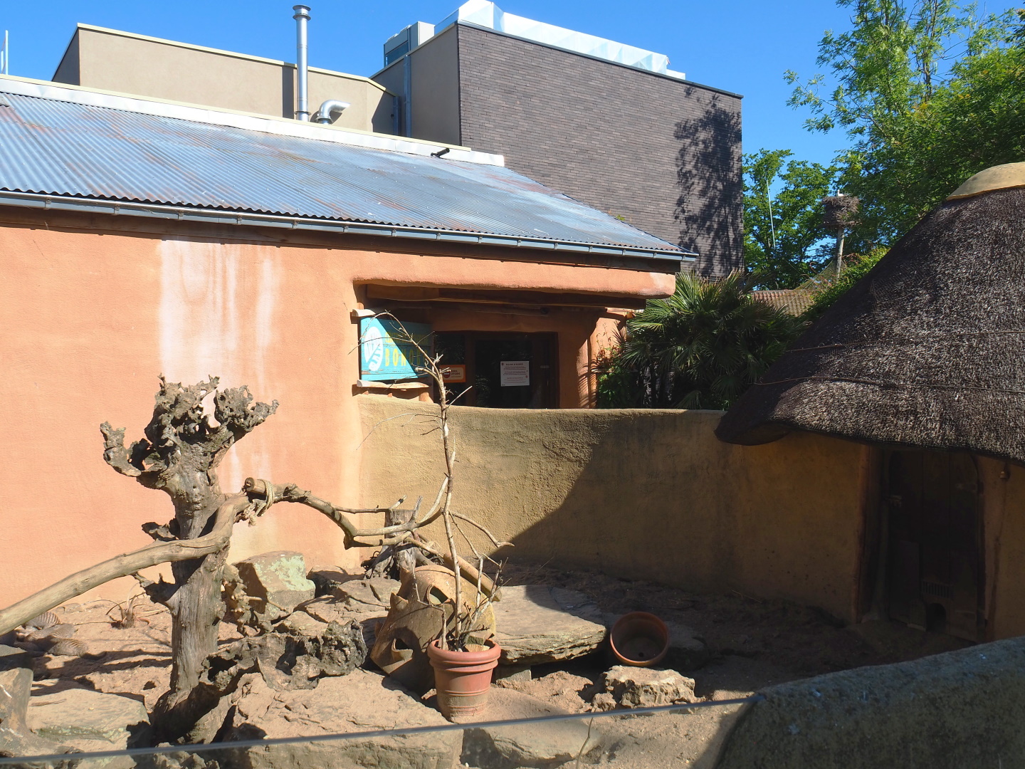Banded mongoose exhibit, 2021-06-01
