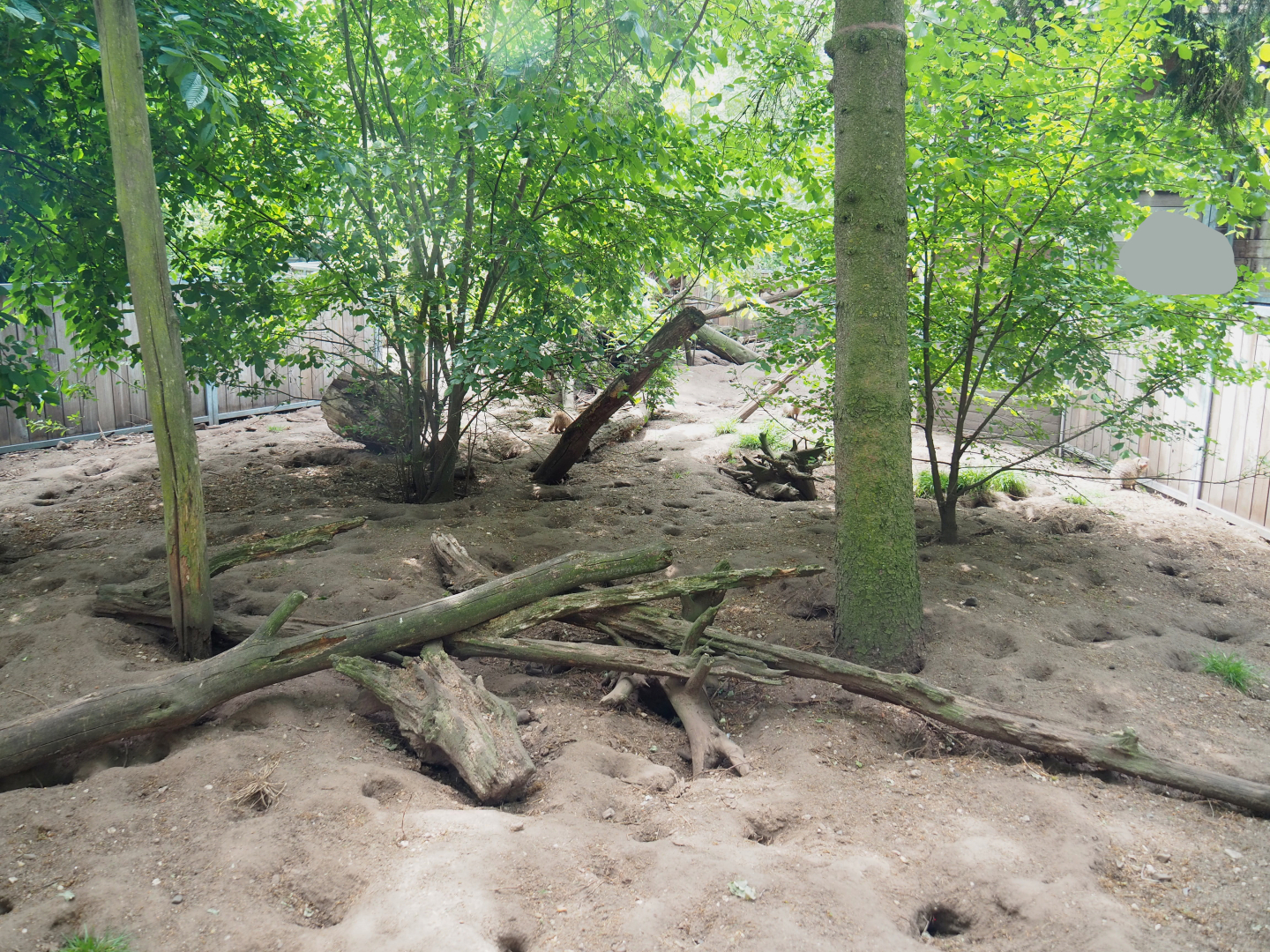 Banded mongoose exhibit, 2022-05-17