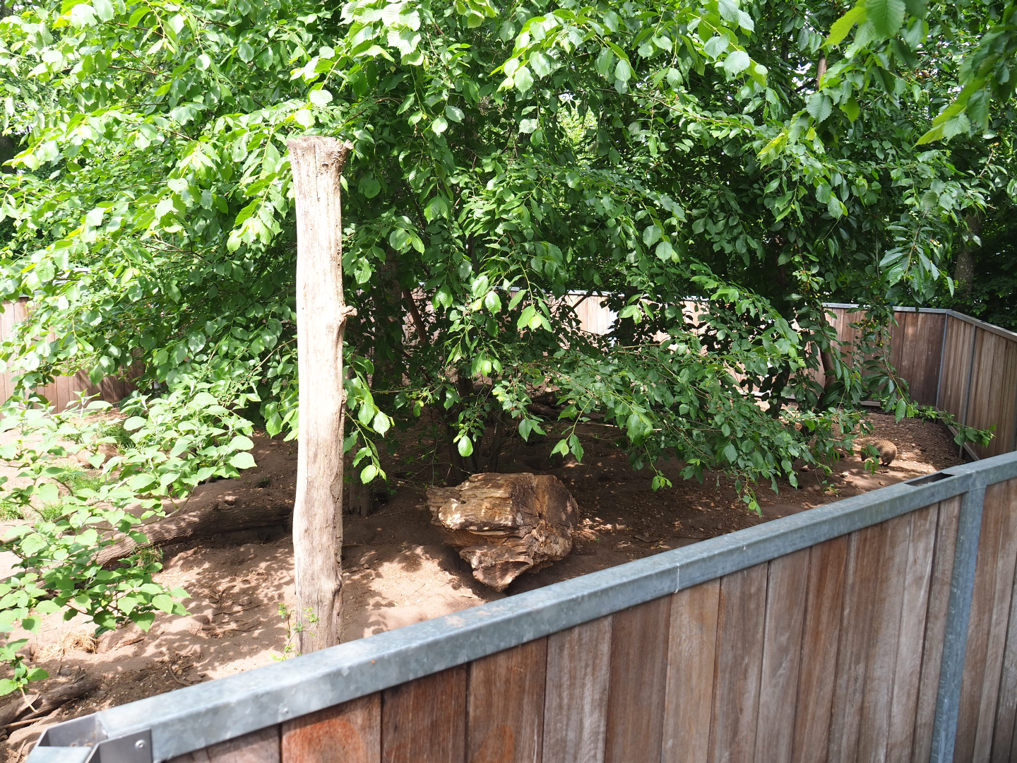 Banded mongoose exhibit, 2022-05-17