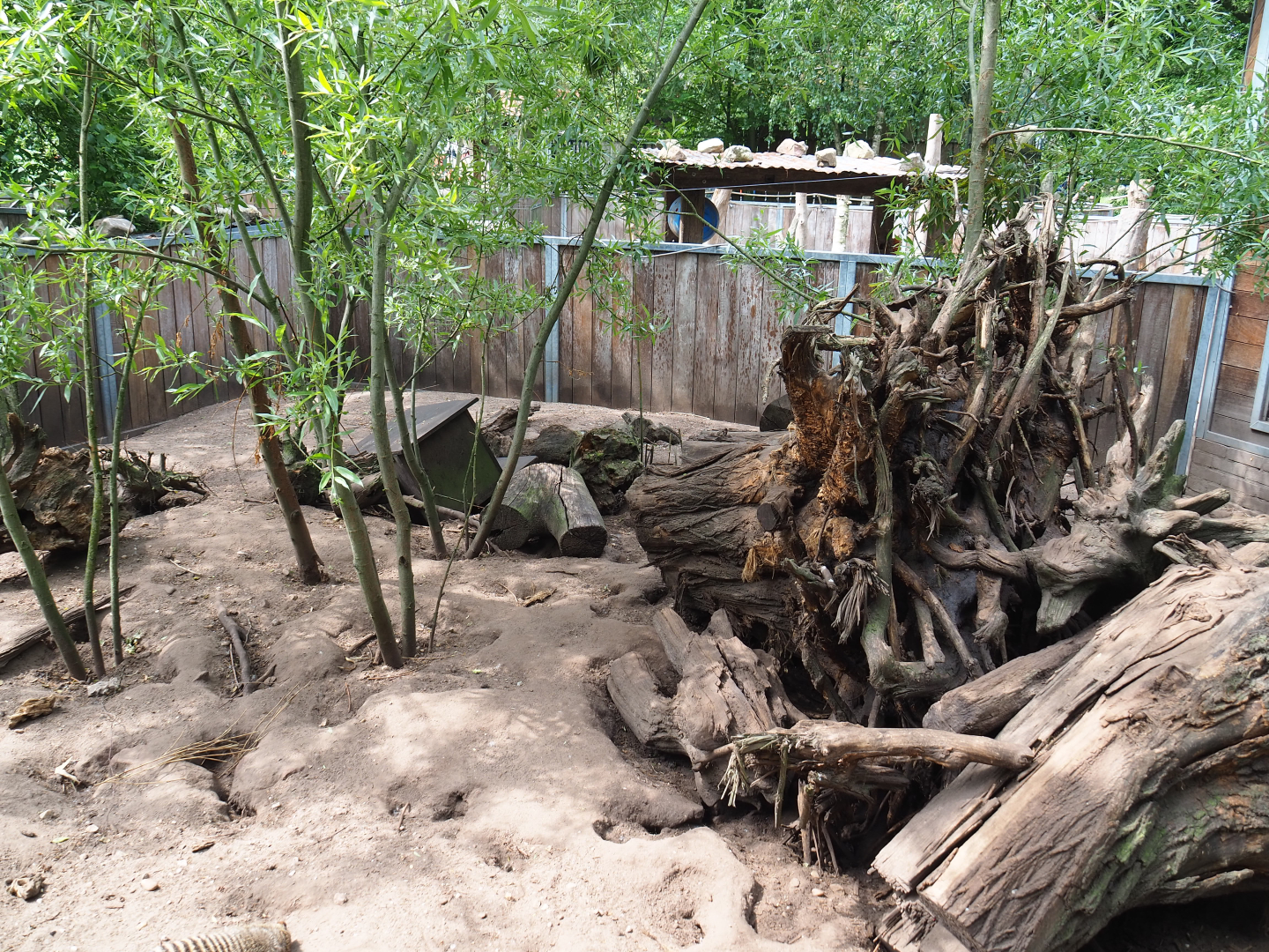 Banded mongoose exhibit, 2022-05-17